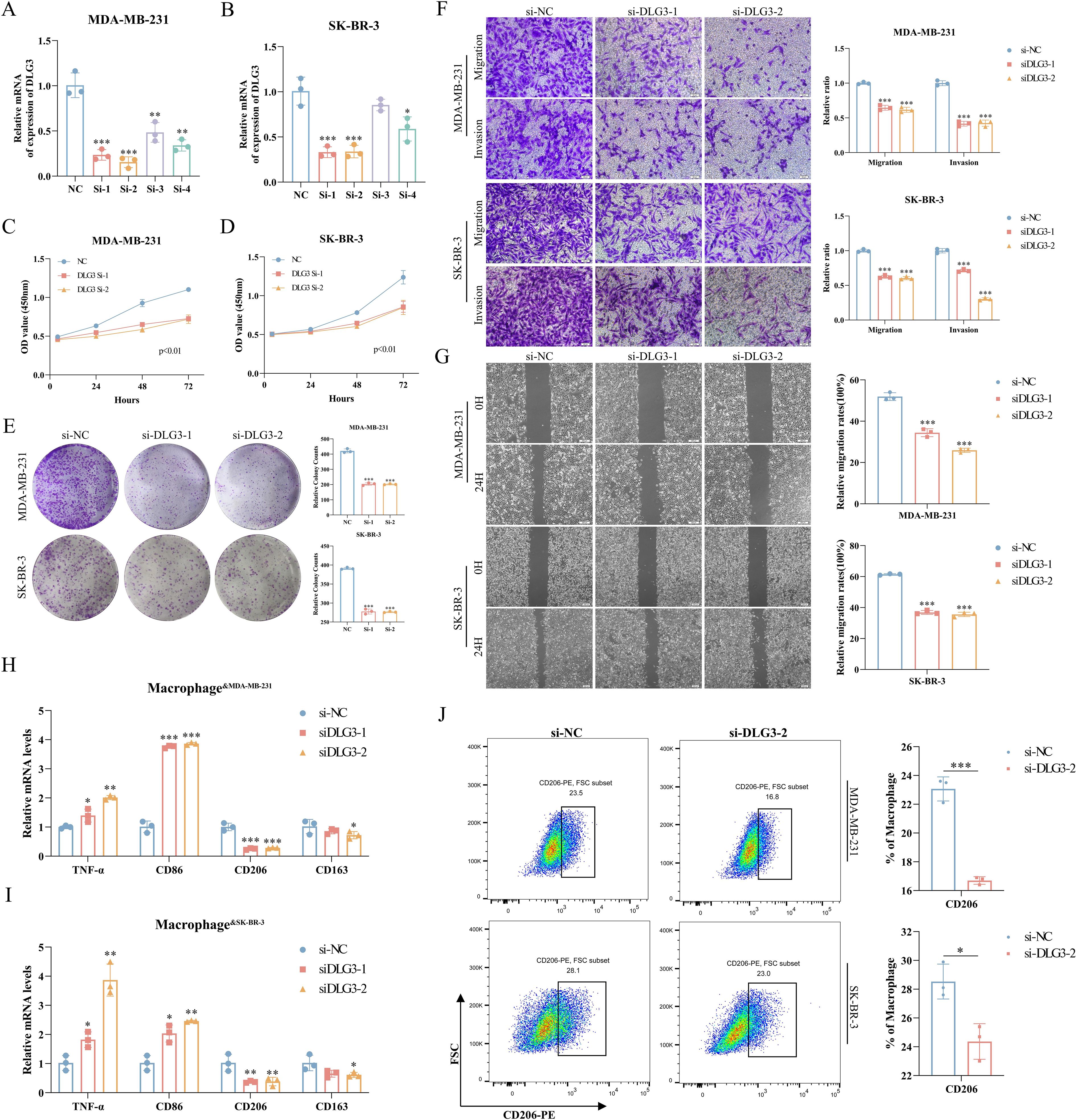 The image contains multiple panels showing experimental data related to cancer cell lines MDA-MB-231 and SK-BR-3. Panels A and B display bar graphs of relative mRNA levels for different conditions. Panels C and D show line graphs of cell growth over time. Panel E includes colony formation assays with bar graphs. Panel F shows migration and invasion assays with bar graphs. Panel G presents wound healing assays with associated bar graphs. Panels H and I display bar graphs of macrophage mRNA levels. Panel J shows flow cytometry plots and bar graphs analyzing CD206 and CD86 expression. Each panel compares effects of specific siRNA treatments.