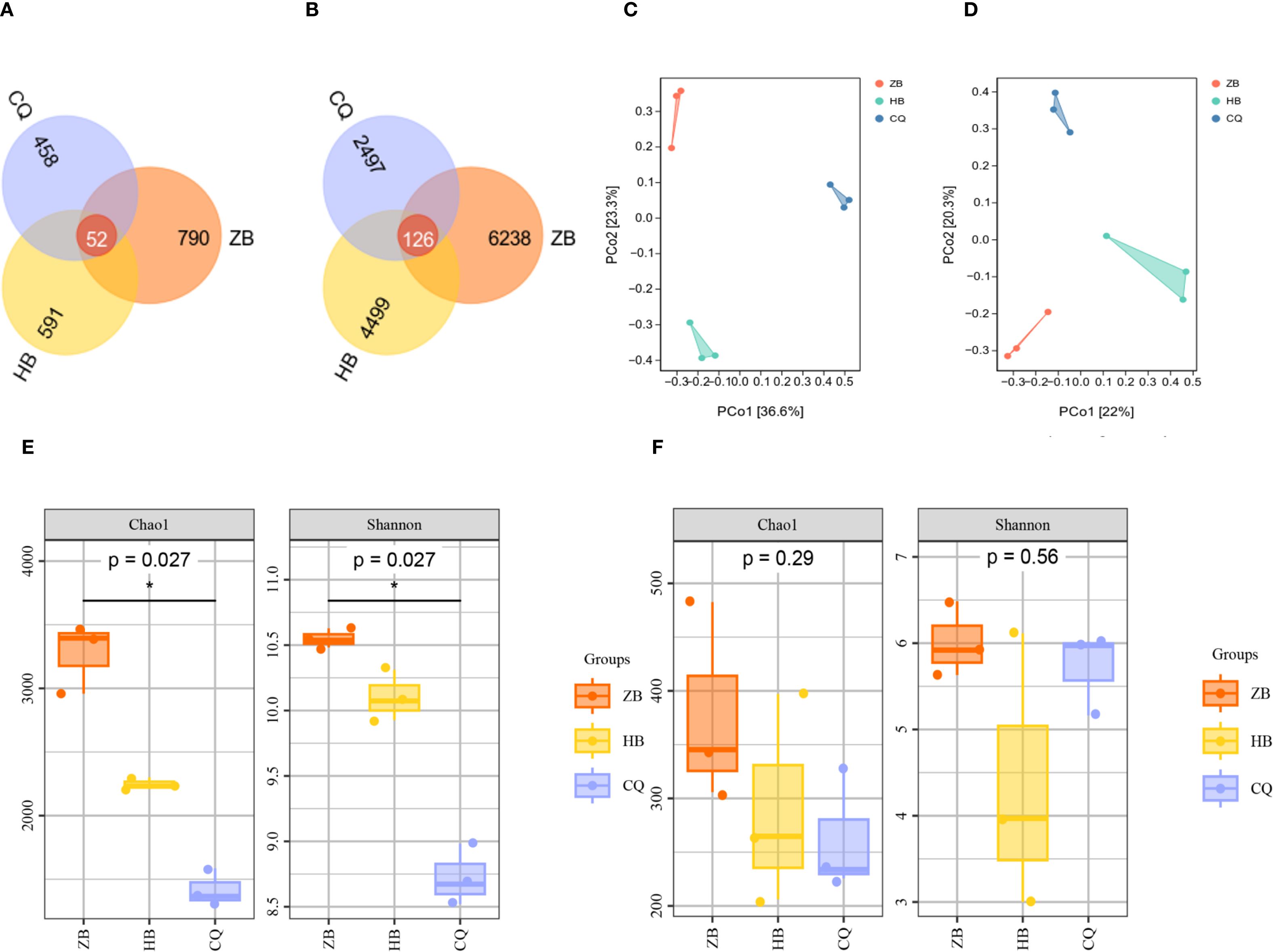 Venn diagrams and plots depicting biodiversity metrics and principal coordinate analysis. Panels A and B show Venn diagrams of taxa distribution among ZB, HB, and CQ groups, indicating shared and unique taxa counts. Panels C and D show scatter plots of principal coordinate analyses, comparing group similarities. Panels E and F present box plots of Chao1 and Shannon indices with p-values, illustrating diversity levels across groups ZB, HB, and CQ.