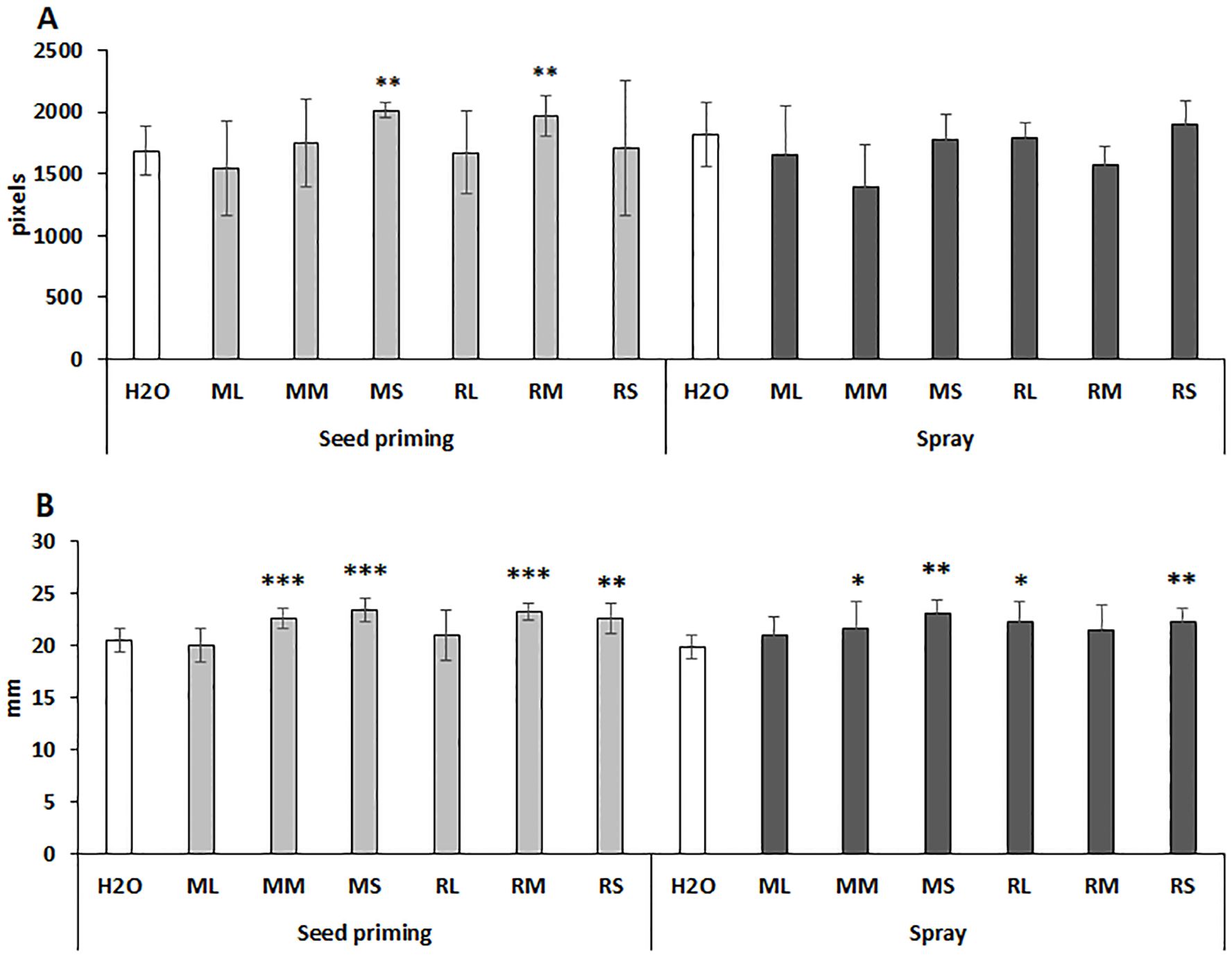 Bar charts labeled A and B display the effects of various treatments on plant growth. Chart A measures height in pixels, showing increased values for MS treatments in seed priming. Chart B measures stem width in millimeters, with significant increases for MS under both seed priming and spray, indicated by asterisks. Error bars are present for each treatment.