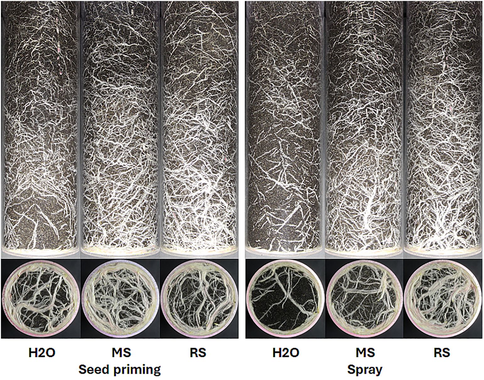 Comparison of root growth in soil columns and petri dishes under different treatments. Left shows seed priming with H2O, MS, and RS, while right shows spray treatments. Root density varies across treatments.