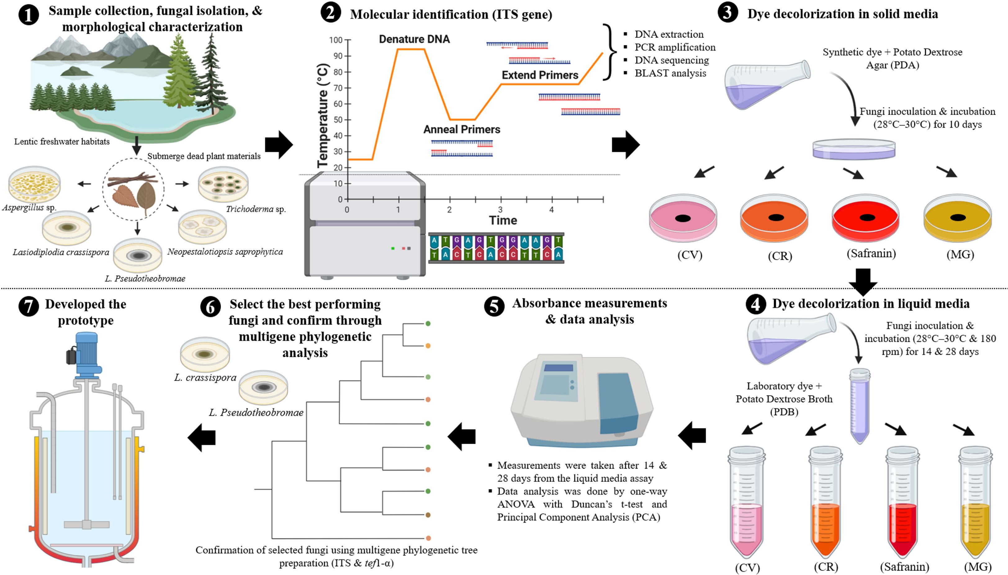Flowchart depicting fungal isolation and dye decolorization process. Steps: 1. Collect samples from freshwater habitats; isolate fungi like Aspergillus sp. 2. Molecular identification using ITS gene analysis. 3. Test dye decolorization on solid media with various dyes. 4. Conduct similar tests in liquid media. 5. Measure absorbance and analyze data with ANOVA and PCA. 6. Confirm top-performing fungi using phylogenetic analysis. 7. Develop prototype. Visuals include equipment illustrations, DNA sequencing, phylogenetic tree, and dye samples with color changes.