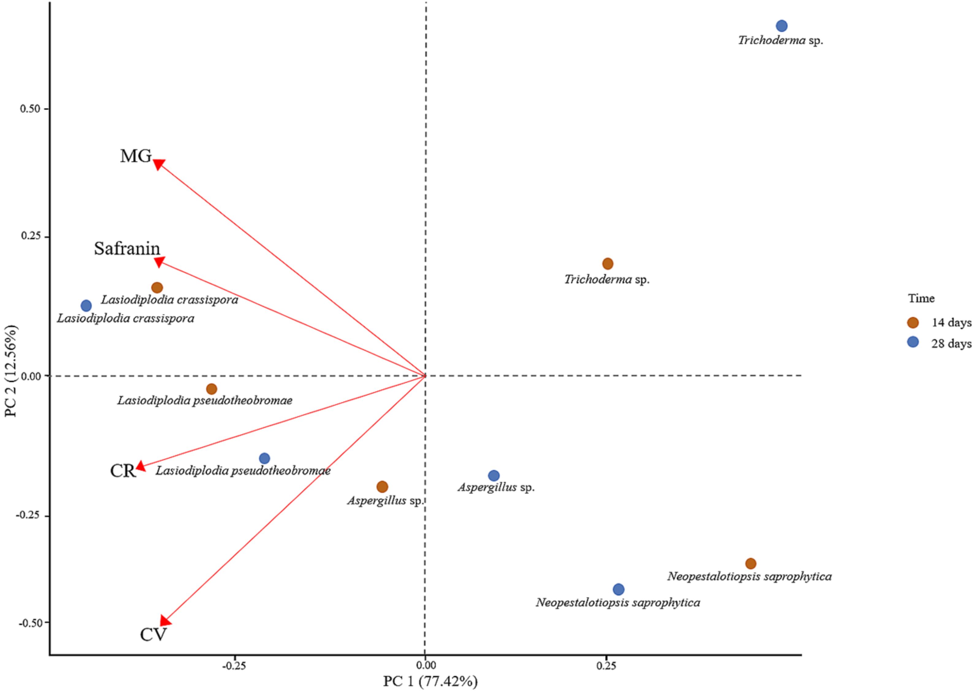 PCA biplot displaying fungal species distribution based on two principal components. PC1 accounts for 77.42% variance, and PC2 for 12.56%. Fungi include Lasiodiplodia crassispora, Lasiodiplodia pseudotheobromae, Trichoderma sp., Aspergillus sp., and Neopestalotiopsis saprophytica, marked for 14 and 28 days. Arrows represent variances for MG, Safranin, CR, and CV.