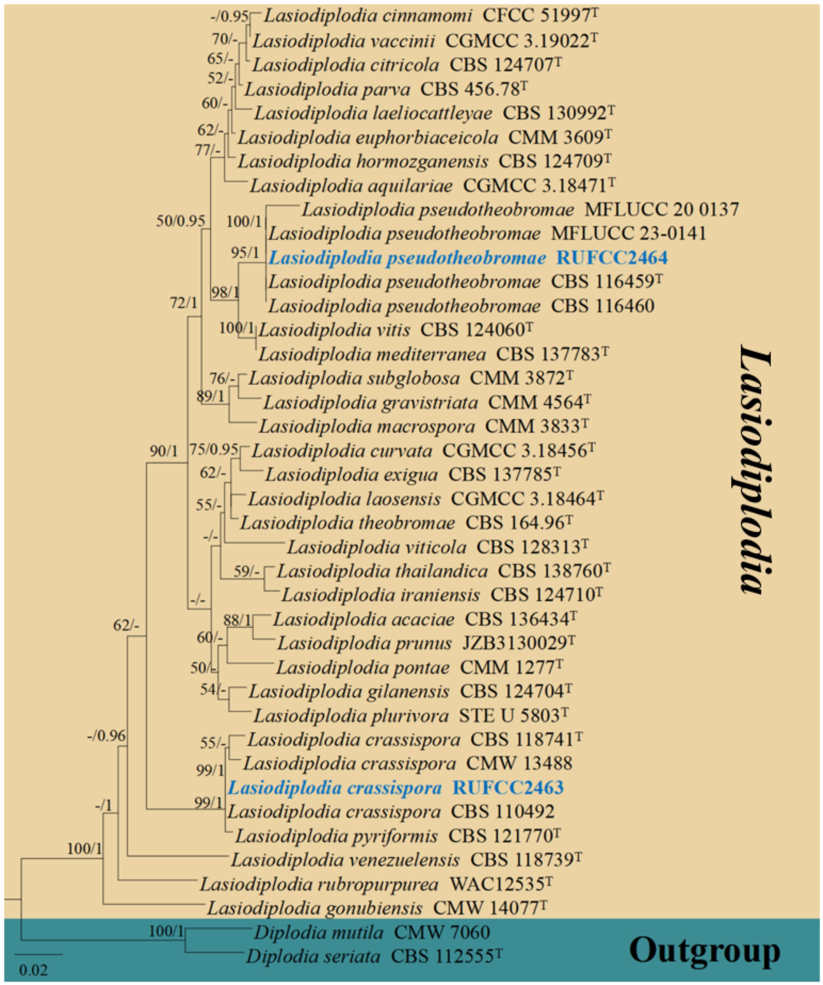 Phylogenetic tree of Lasiodiplodia species, showing evolutionary relationships and bootstrap values. Notable species include Lasiodiplodia pseudotheobromae (highlighted in light blue) and Lasiodiplodia crassispora. Outgroup species Diplodia mutila and Diplodia seriata are included. Scale bar represents 0.02 substitutions per site.