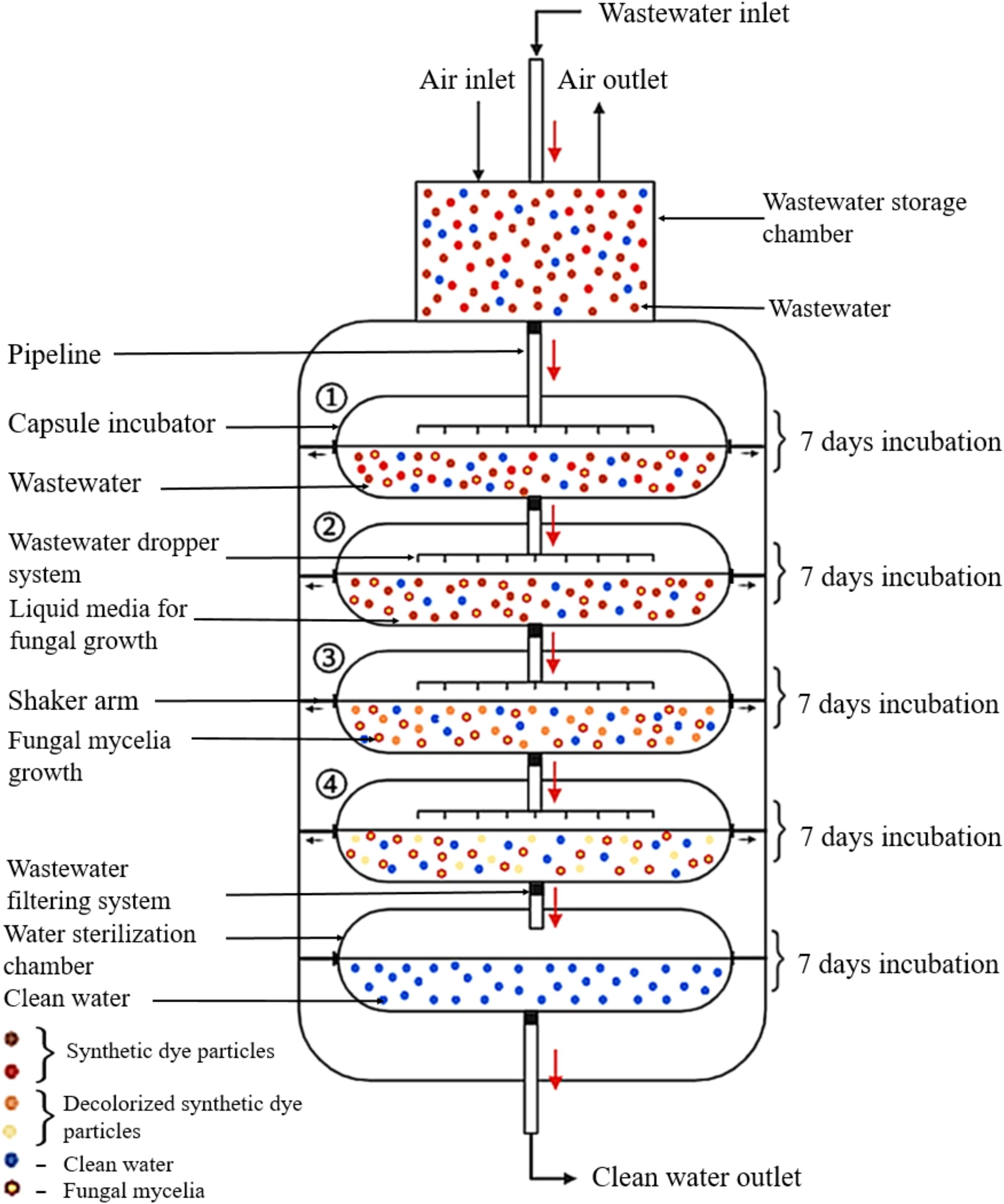 Diagram of a wastewater treatment system using a fungal process. Wastewater enters a storage chamber with air inlet and outlet. It passes through four capsule incubator stages: dropper system, liquid media, shaker arm, and filtering system. Each stage involves seven days of incubation, with transformation involving synthetic dye particles, decolorized particles, clean water, and fungal mycelia. The process ends with clean water exiting the system.