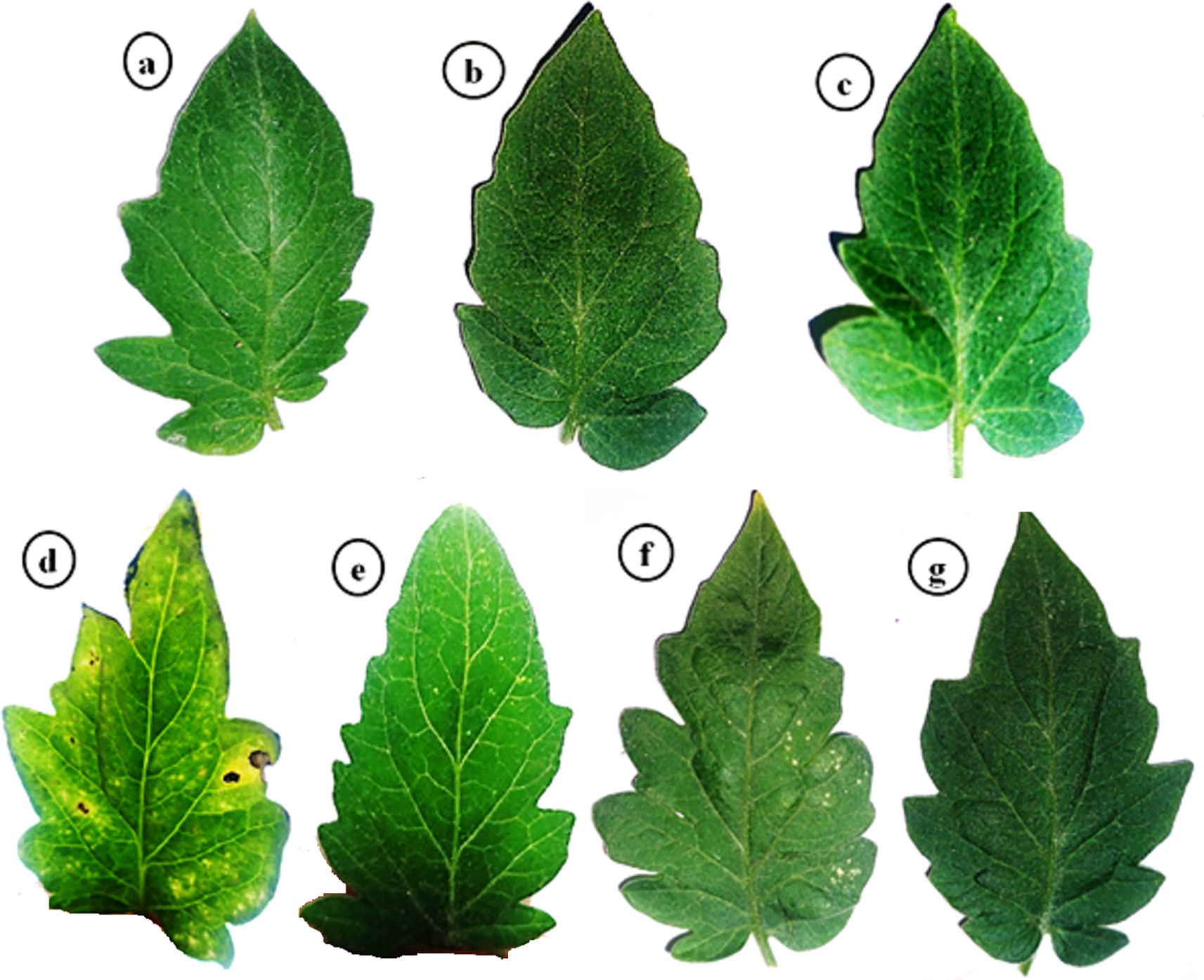 Seven tomato leaves labeled a to g are shown. Leaves a, b, c, e, f, and g appear healthy with varying shades of green. Leaf d shows discoloration and spots, indicating possible disease.