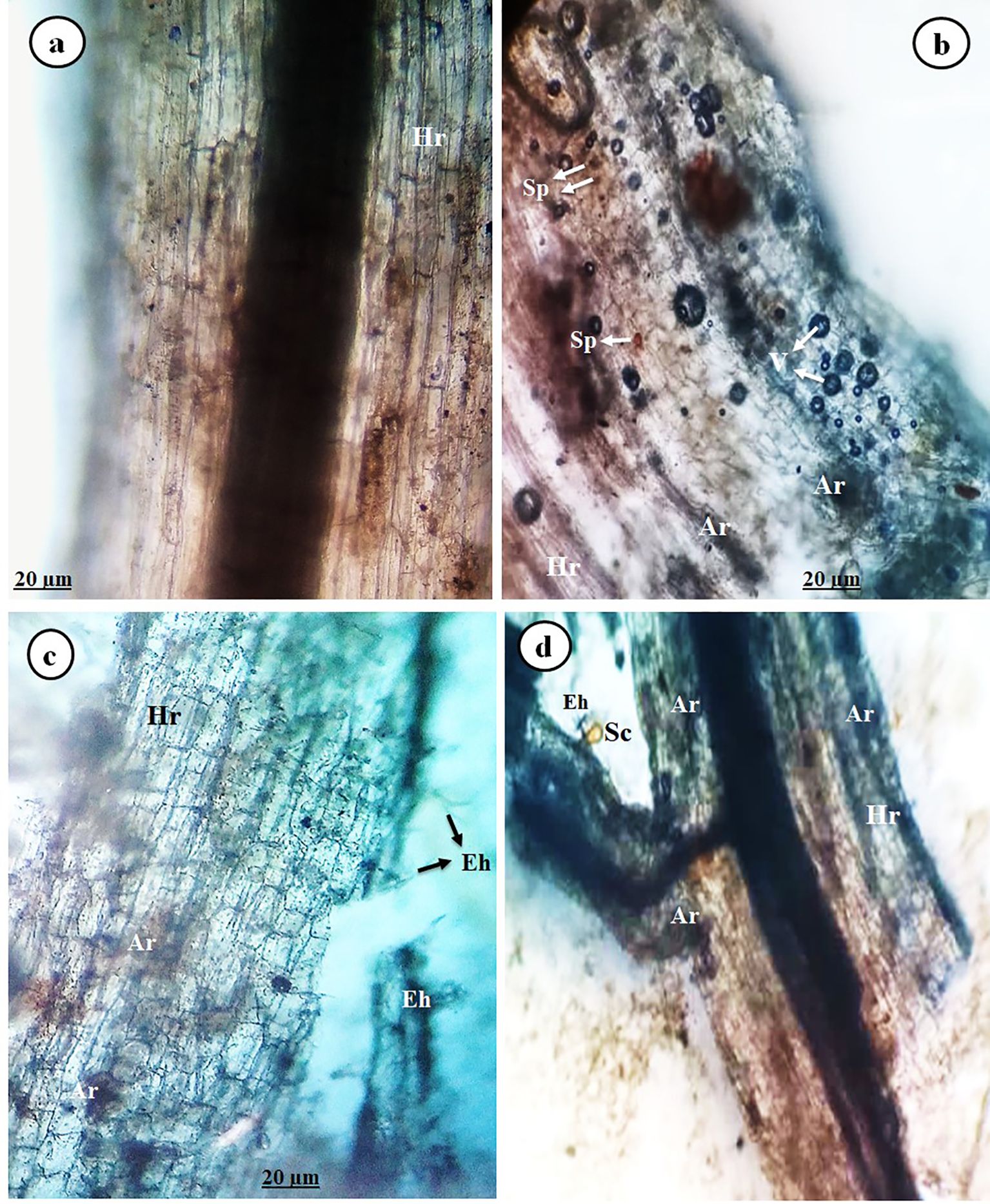 Microscopic views of plant root sections with fungal structures labeled. (a) Shows hyphae running through root cells. (b) Features spores and arbuscules. (c) Displays hyphae, arbuscules, and extraradical hyphae. (d) Highlights arbuscules, hyphae, and spore clusters. Each panel includes a 20-micrometer scale bar.