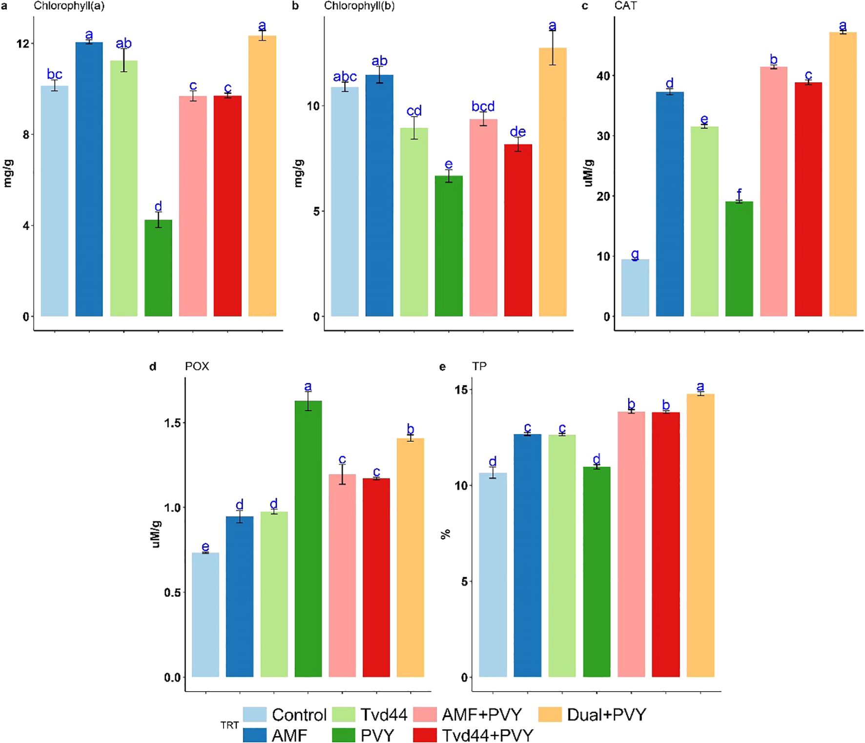 Bar charts displaying various biochemical measurements across six treatment groups: Control, AMF, Tvd44, AMF+PVY, Tvd44+PVY, and Dual+PVY. Charts a and b show chlorophyll a and b levels. Chart c shows catalase (CAT) levels, chart d shows peroxidase (POX), and chart e shows total protein (TP) percentage. Each chart demonstrates varying levels across treatments, with error bars indicating standard deviations. Different lowercase letters above bars denote statistical significance.
