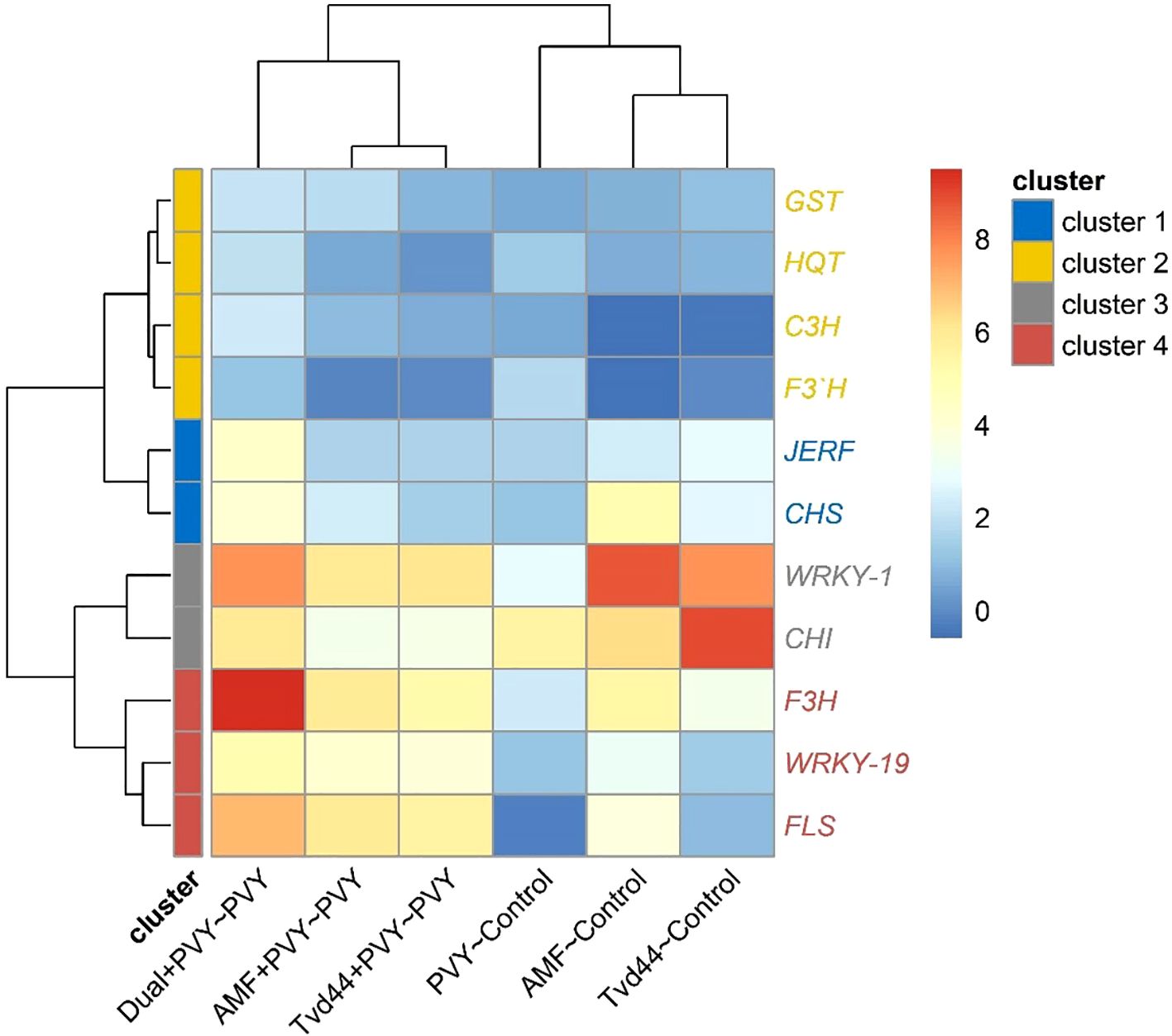 Heatmap showing gene expression across different treatments: Dual+PVY-PVY, AMF+PVY-PVY, Tvd44+PVY-PVY, PVY-Control, AMF-Control, and Tvd44-Control. Genes include GST, HQT, C3H, F3′H, JERF, CHS, WRKY-1, CHI, F3H, WRKY-19, and FLS. Color intensity represents expression levels, with clusters indicated by yellow, blue, gray, and red bars.