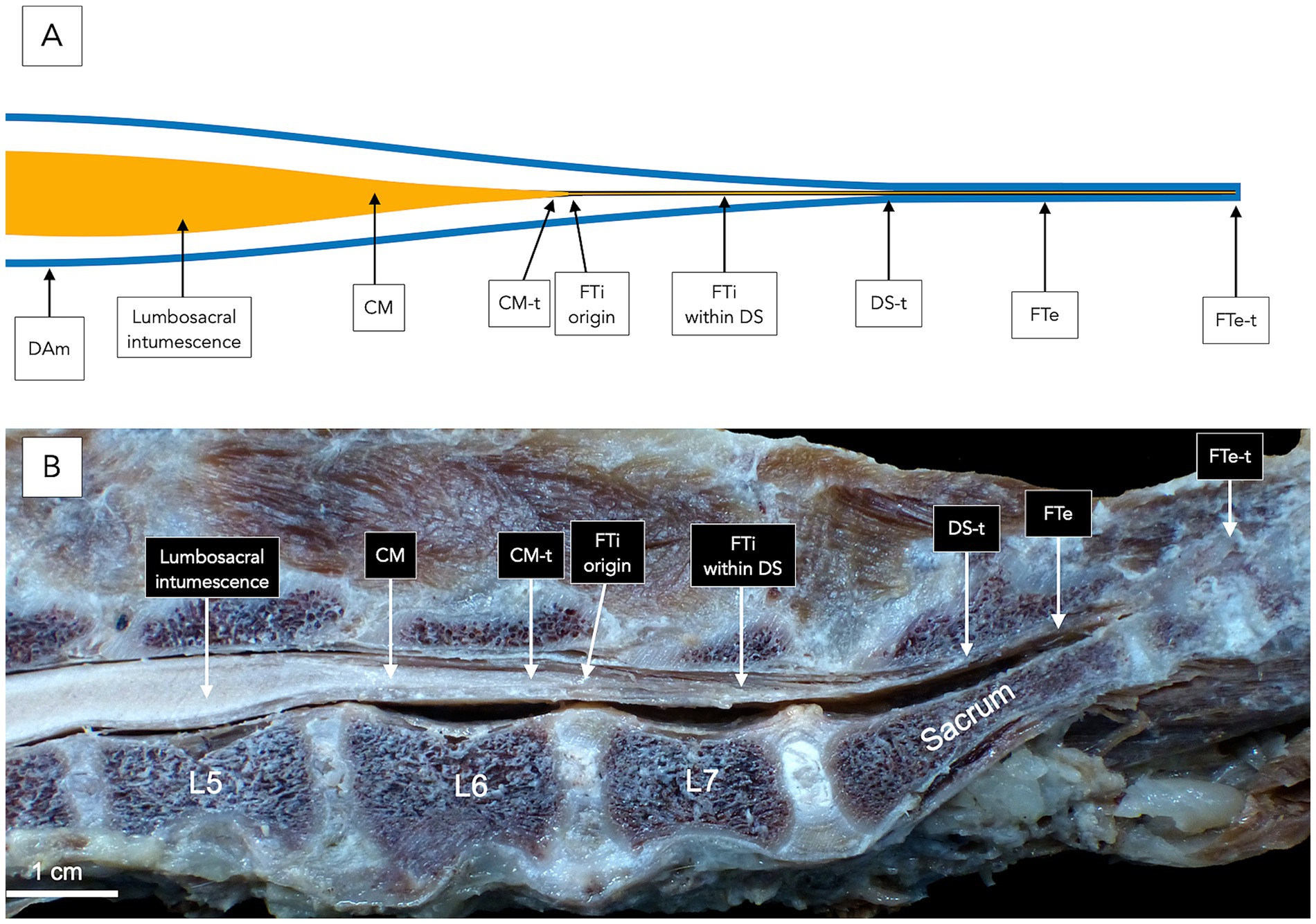 Panel A shows an anatomical diagram of the conus medullaris, filum terminale internum and externum, dural sac, and caudal vertebrae in a dog. Panel B shows a gross midline specimen with the same structures labeled, including cerebrospinal fluid spaces and connective tissue attachments.