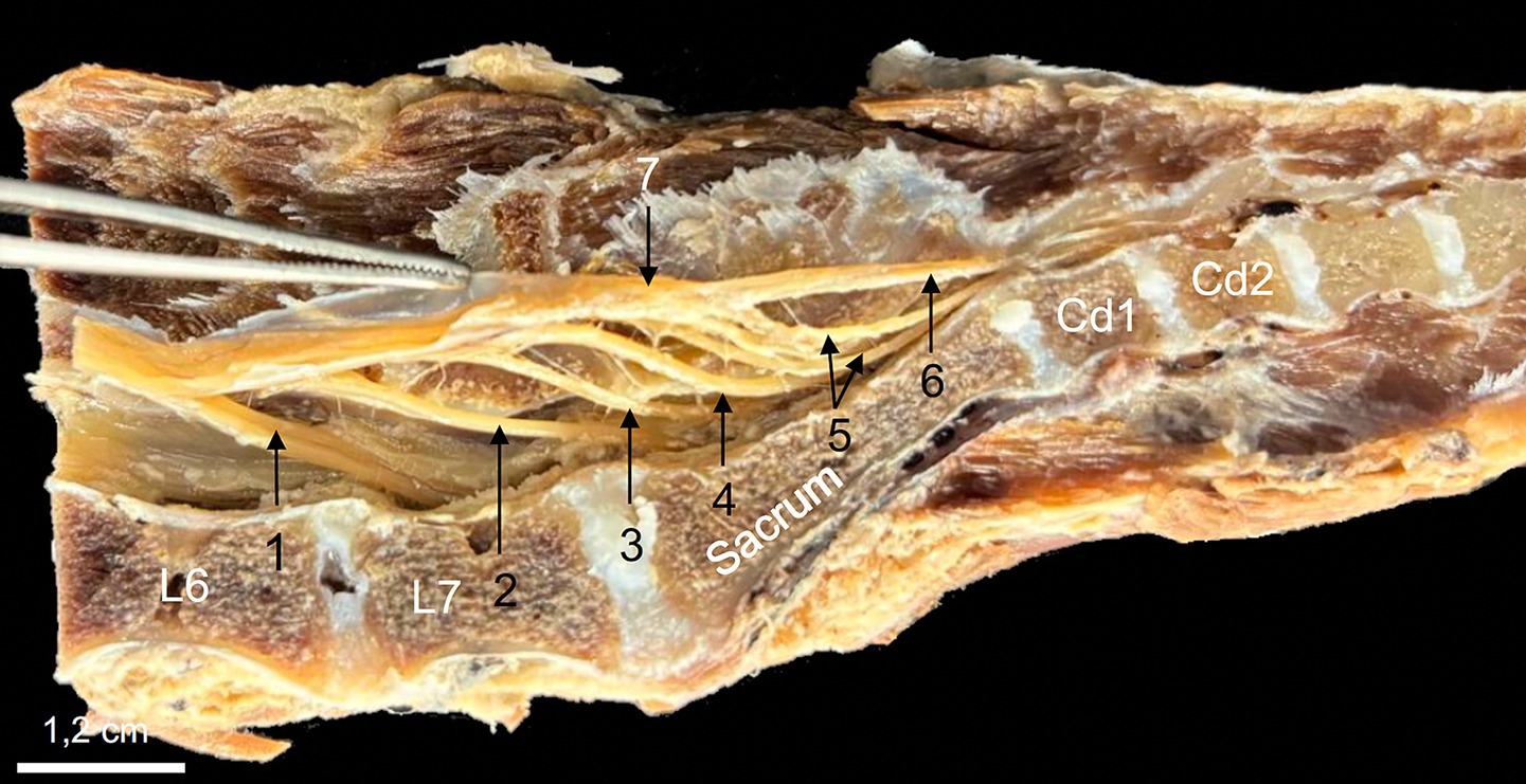 Midline sagittal gross section of a formalin-fixed dog spine showing the cauda equina nerve roots (L7 to Cd2) emerging from the conus medullaris. The dural sac is opened to expose spinal nerve roots and the filum terminale externum extending caudally.