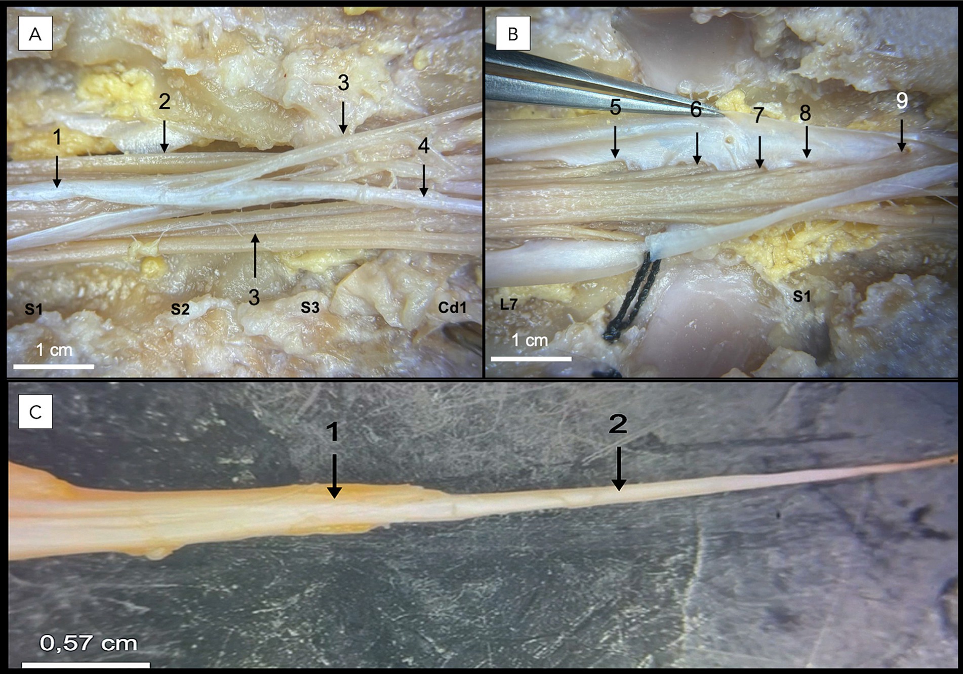 Panels from a lumbosacral dorsal laminectomy in a dog. Panel A shows spinal nerve roots, dura mater, and filum terminale externum. Panel B identifies specific sacral and caudal nerve roots within the dural sac. Panel C shows the filum terminale externum emerging from the dural sac termination.