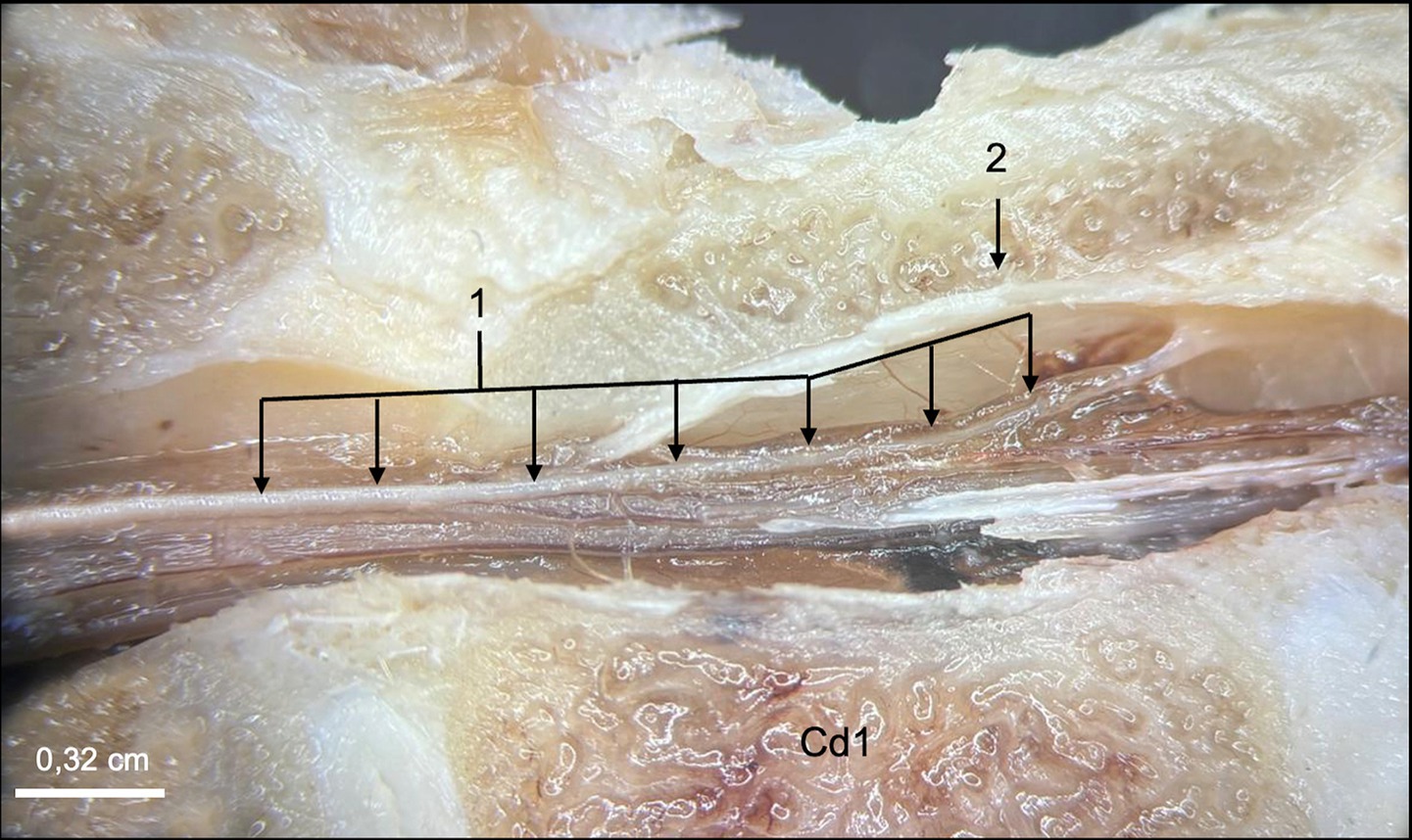 Close-up gross midline view at the level of Cd1 showing the filum terminale externum and its dorsal attachment to the vertebral canal, resembling the human coccygeal ligament.