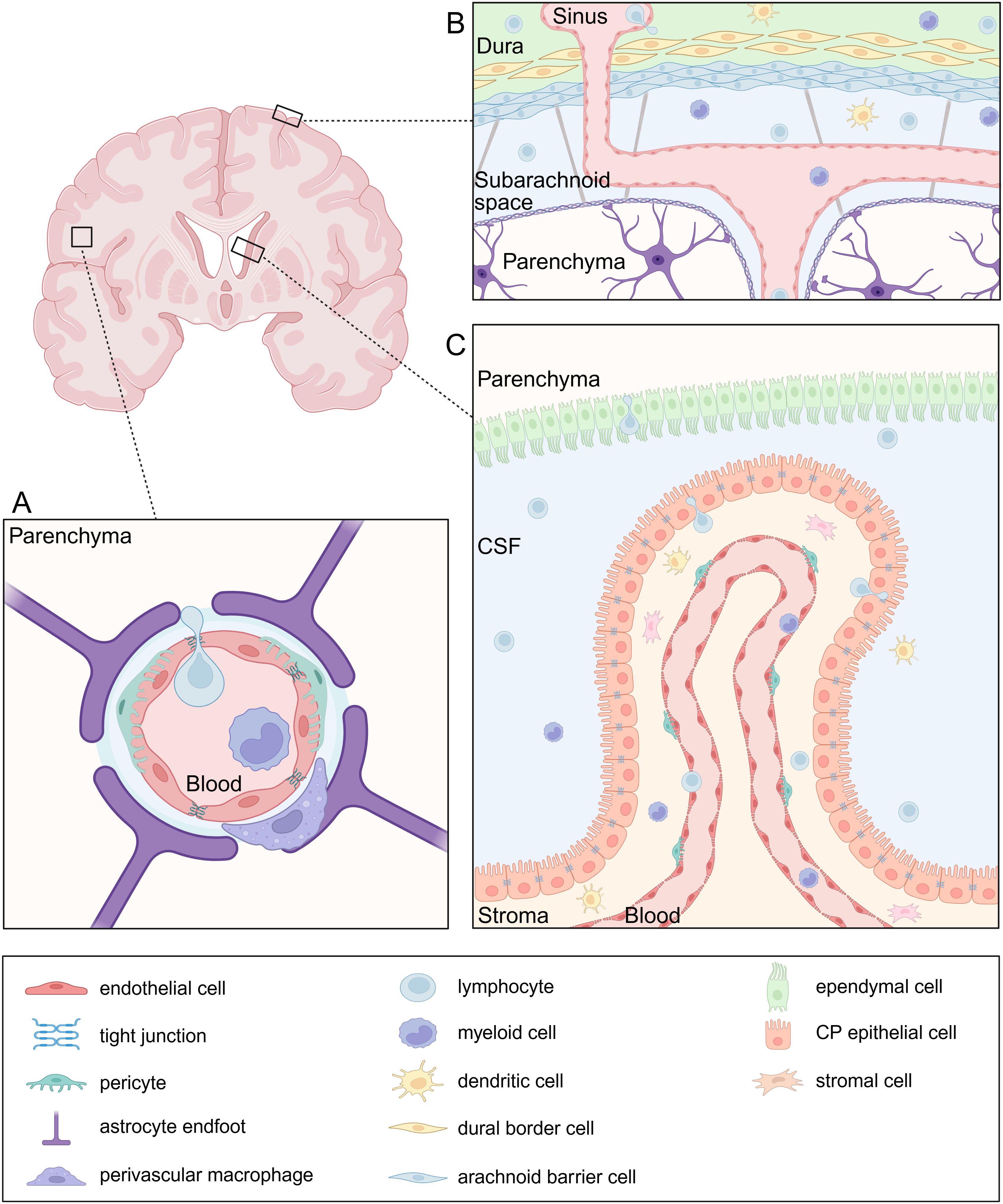 Illustration of brain sections that represent the barriers of the brain in the context of leukocyte infiltration, with detailed cellular components. Panel A shows the blood-brain barrier consisting of endothelial cells with tight junctions, pericytes, perivascular macrophages and astrocyte endfeet. Panel B illustrates the meninges including the dura mater, subarachnoid space and a blood vessel sinus through which leukocytes infiltrate. Panel C shows the blood-cerebrospinal fluid barrier in the choroid plexus. Leukocytes travel from the blood into the stroma through a fenestrated endothelium. A restricting epithelium with tight junctions separates the stroma from the cerebrospinal fluid. A legend identifies various cell types, including different leukocytes and cellular components of the brain barriers.