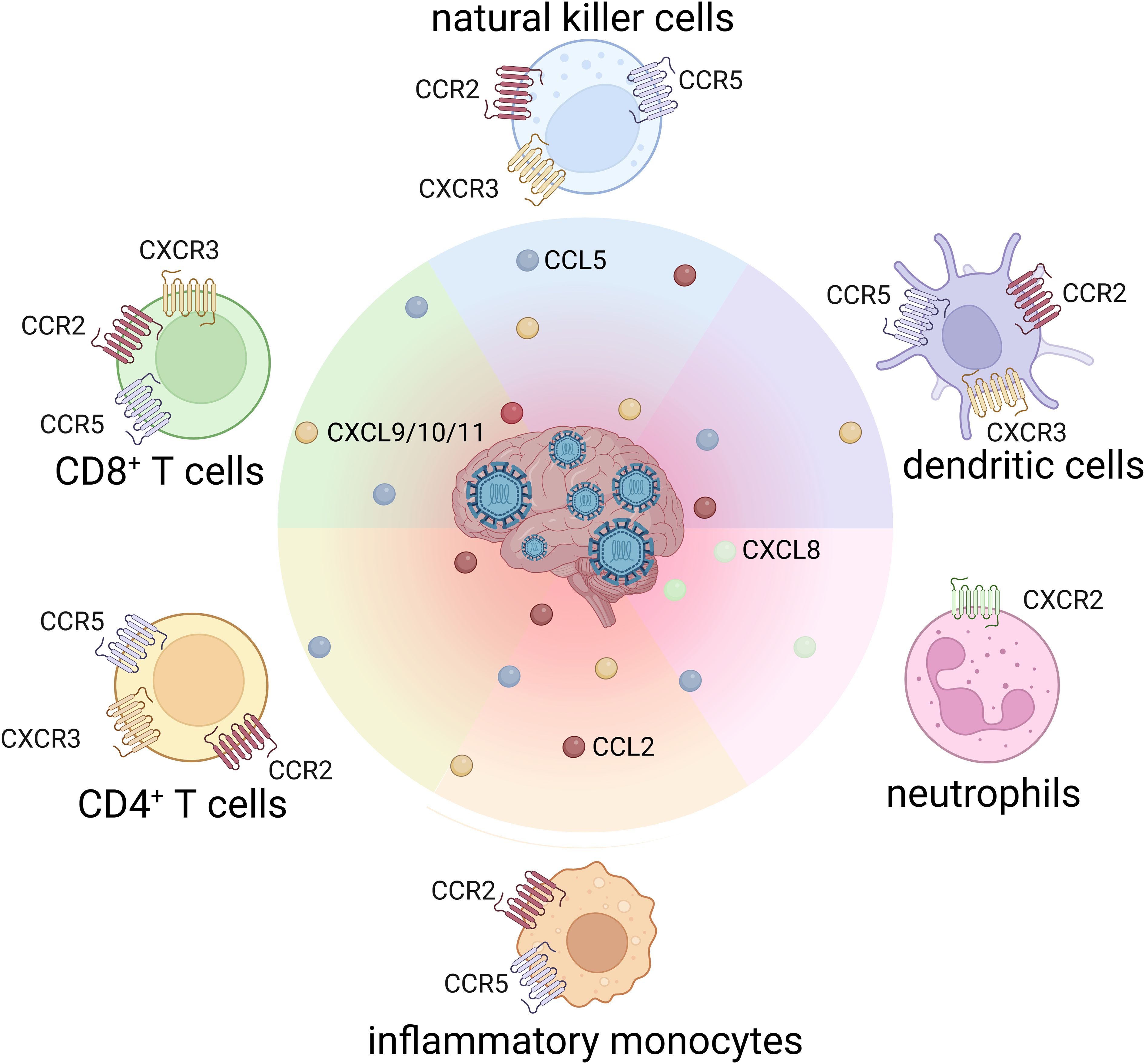 Illustration of leukocytes in the context of flaviviral encephalitis. Common chemokines such as CCL5, CCL2, CXCL10 and CXCL8 are shown. The leukocyte subsets include CD8⁺ T cells, CD4⁺ T cells, natural killer cells, dendritic cells, neutrophils, and inflammatory monocytes, each with the chemokine receptors they use to infiltrate the infected brain. CCR2, CCR5, CXCR3, CXCR2 are the receptors shown.