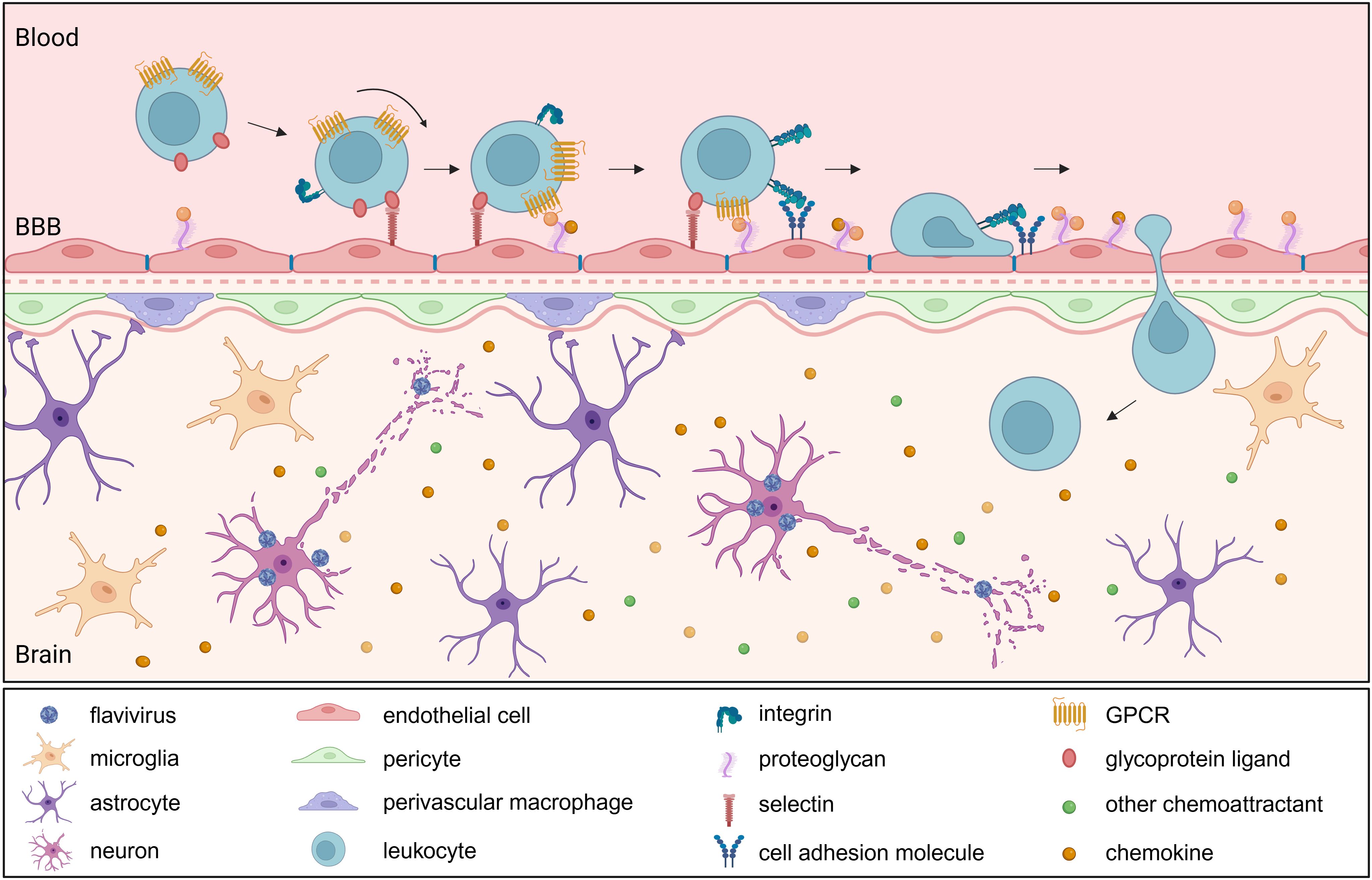 Integrative figure showing the process of leukocyte recruitment and infiltration into the brain following flavivirus infection. Components of a blood vessel, blood-brain barrier and parenchyma are shown. Key elements of leukocyte recruitment are shown including chemoattractant molecules, chemokine receptors and adhesion molecules, which illustrate the steps of leukocyte chemotaxis, rolling, adhesion and transmigration through the endothelium. A legend identifies flavivirus, various cell types, adhesion molecules and chemoattractant molecules.