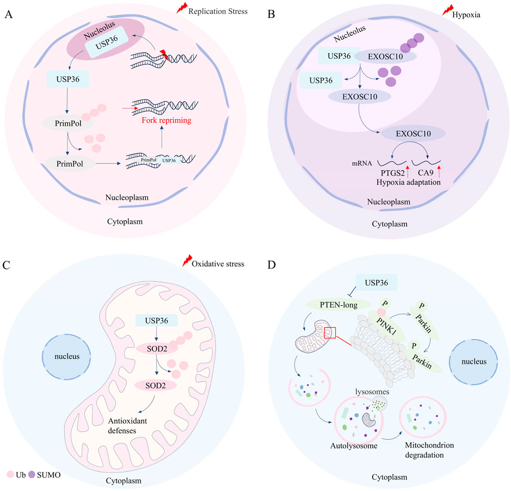 Illustration depicting cellular stress responses involving USP36. Panel A shows USP36's role in DNA replication stress, interacting with PrimPol and DNA repriming. Panel B illustrates USP36's involvement in hypoxia adaptation through EXOSC10, affecting mRNA and hypoxia-related genes. Panel C depicts oxidative stress, with USP36 enhancing SOD2 for antioxidant defenses in mitochondria. Panel D highlights mitochondrial degradation, where USP36 affects PTEN-long, PINK1, and Parkin, promoting autolysosome formation and mitophagy. Each panel focuses on different cellular stress pathways mediated by USP36.