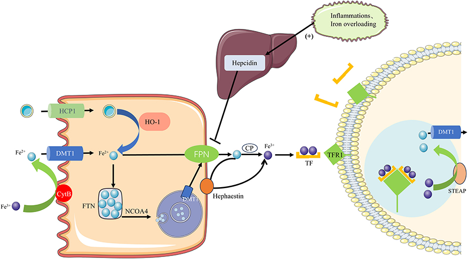 Diagram illustrating iron metabolism. Iron is absorbed through enterocytes involving HCP1 and DMT1. HO-1, FPN, and Hepcidin regulate export. Inflammation and iron overload increase Hepcidin. TF and TRF1 mediate cellular uptake. Hephaestin aids iron conversion, while STEAP and DMT1 mediate the intracellular conversion.