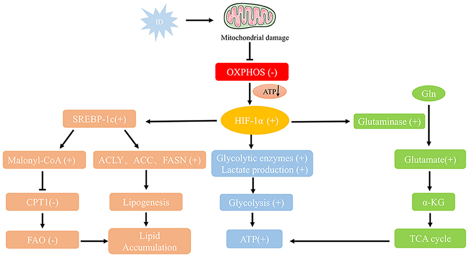 Flowchart illustrating the effects of mitochondrial damage on various metabolic pathways. Mitochondrial damage leads to reduced oxidative phosphorylation (OXPHOS) and activates HIF-1α, which promotes glycolysis and lactate production. It also affects lipid metabolism via SREBP-1c, leading to lipogenesis and lipid accumulation. The chart shows the role of glutamine (Gln) in enhancing glutaminase activity, leading to increased glutamate and α-KG production, linking to the TCA cycle. Various enzymes and metabolites are color-coded for clarity.