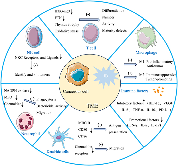 Diagram illustrating interactions between a cancerous cell and immune cells within the tumor microenvironment (TME). Displayed are NK cells, T cells, macrophages, neutrophils, and dendritic cells, each with roles such as identifying tumors, phagocytosis, and antigen presentation. Immune factors include inhibitory and promotional factors. Arrows indicate processes like differentiation, phagocytosis, and chemokine receptor activation. The image highlights how TME components influence tumor progression and immune response.