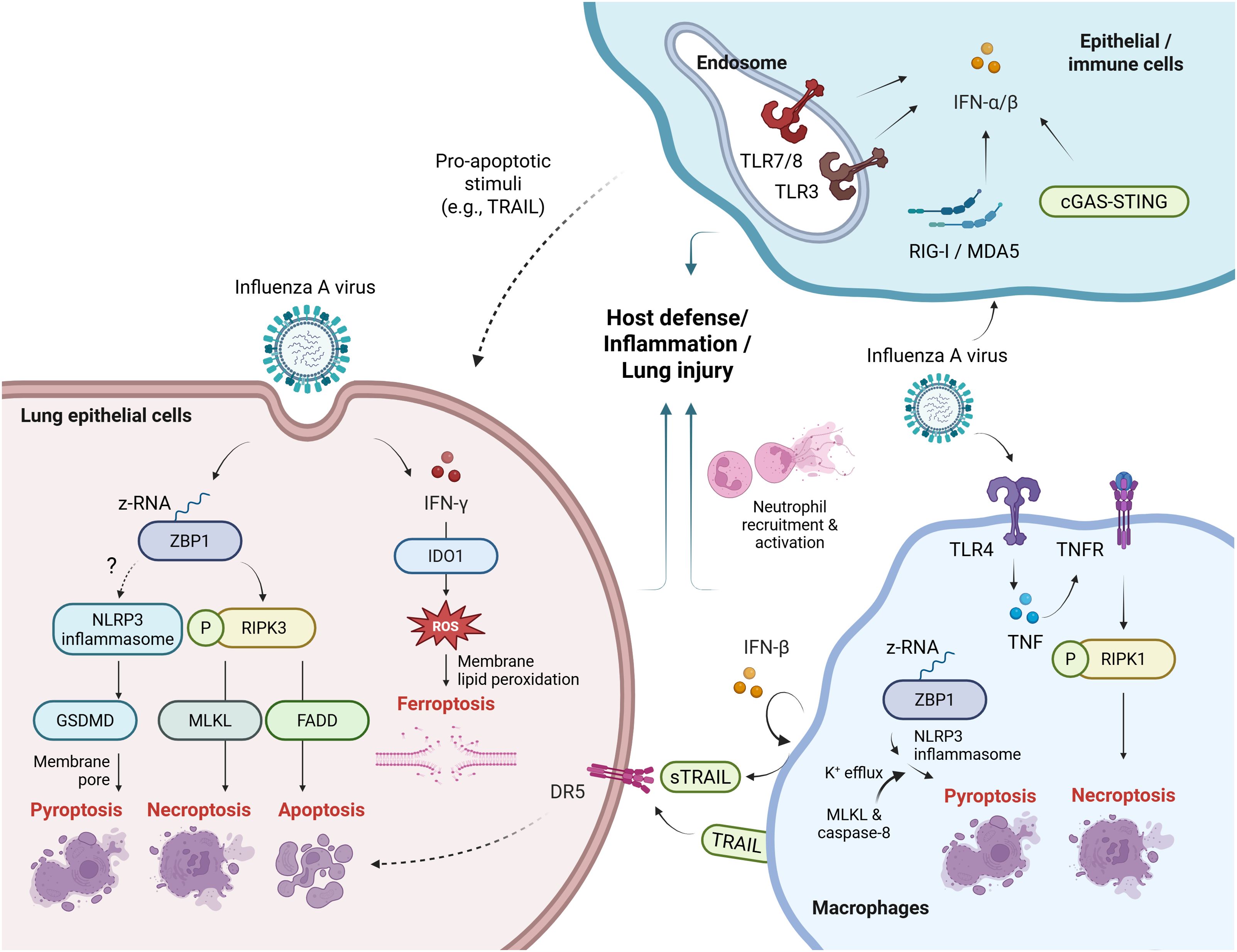 Diagram illustrating the molecular pathways of influenza A virus infection in lung epithelial and macrophage cells. It shows the activation of ZBP1 by viral RNA, leading to three types of cell death: pyroptosis, necroptosis, and apoptosis, through mechanisms involving NLRP3 inflammasome, RIPK3, and other proteins.Induction of type I IFNs (IFN-a and IFN-b) through stimulation of immune receptors such as TLRs, and their roles in host defense, inflammation, and lung injury are depicted. Neutrophil recruitment is indicated, showcasing the complex immune response.