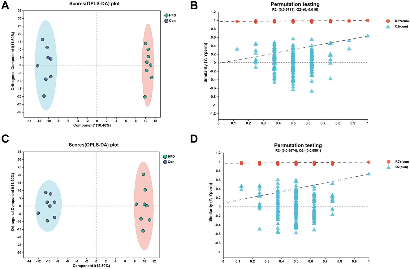 Four-panel image showing two OPLS-DA score plots and two permutation testing graphs. Panel A and C are score plots with HFD and Con groups, distinct ellipses, and axes showing components. Panels B and D are permutation testing graphs with R2Y and Q2 values; graphs display red circles and blue triangles along with dashed trend lines.