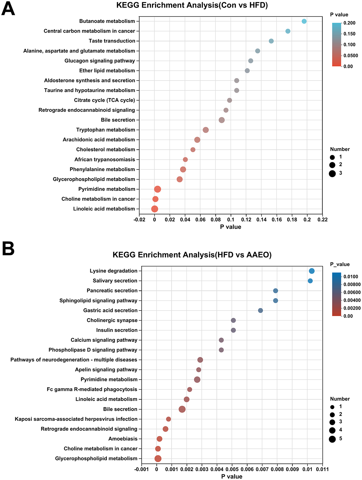 KEGG Enrichment Analysis shows dot plots for two comparisons. Chart A, “Con vs HFD,” has pathways with varying P values and impacts, including butanoate and linoleic acid metabolism. Chart B, “HFD vs AAEO,” features pathways like lysine degradation and glycerophospholipid metabolism. Dot size reflects the number of changed entities; color indicates P value significance.