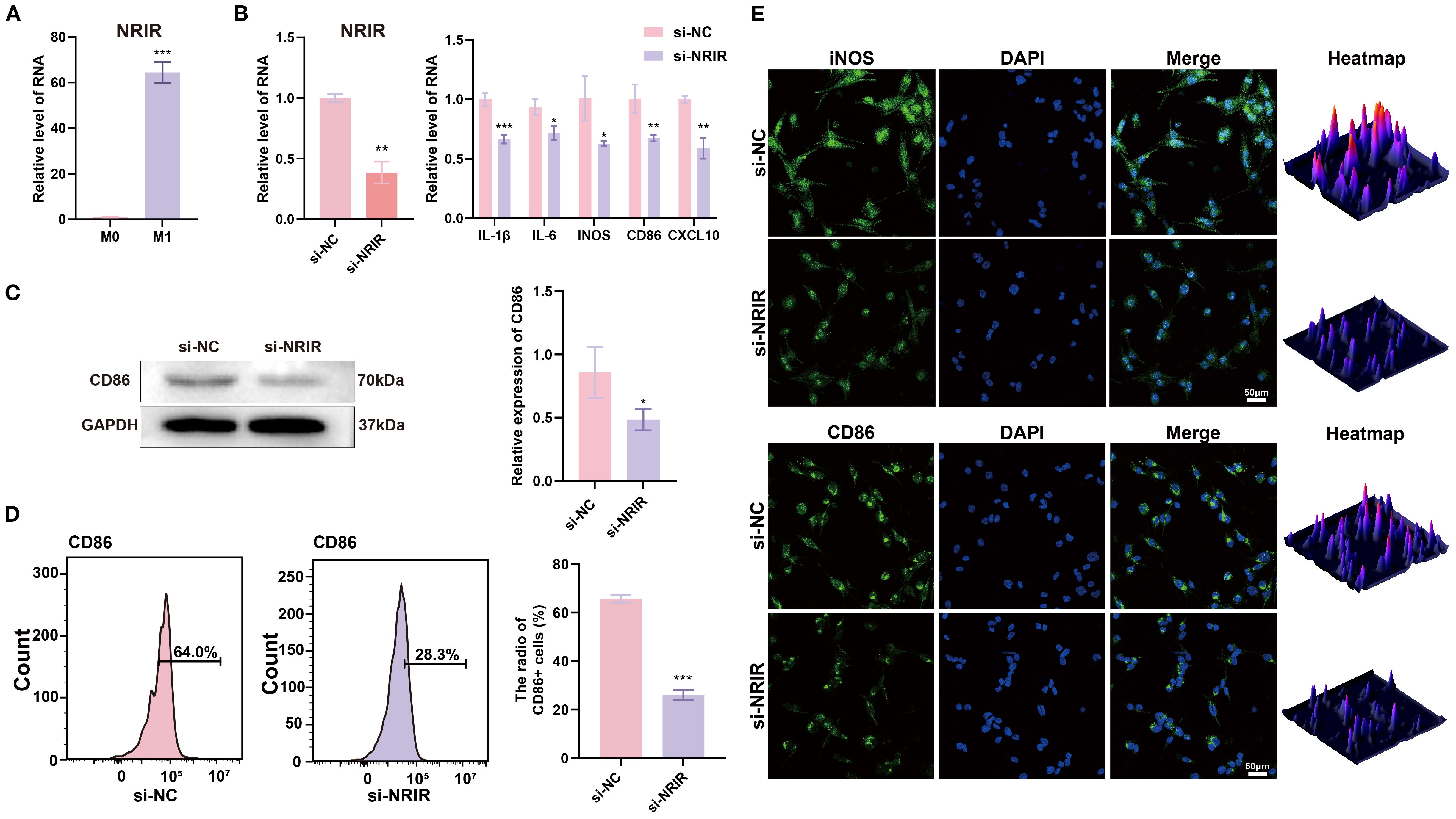Graphical data showcasing the effects of si-NRIR on different markers. Images A and B depict bar graphs indicating relative RNA levels under various conditions, displaying significant differences denoted by asterisks. Image C shows a Western blot for CD86 and GAPDH proteins, accompanied by a bar graph comparing CD86 expression levels. Image D features histograms of CD86 cell ratios, highlighting differences between si-NC and si-NRIR. Image E contains immunofluorescence images for iNOS and CD86 with DAPI-stained nuclei, alongside heatmaps illustrating expression intensity. Scale bar in the fluorescence images represents fifty micrometers.