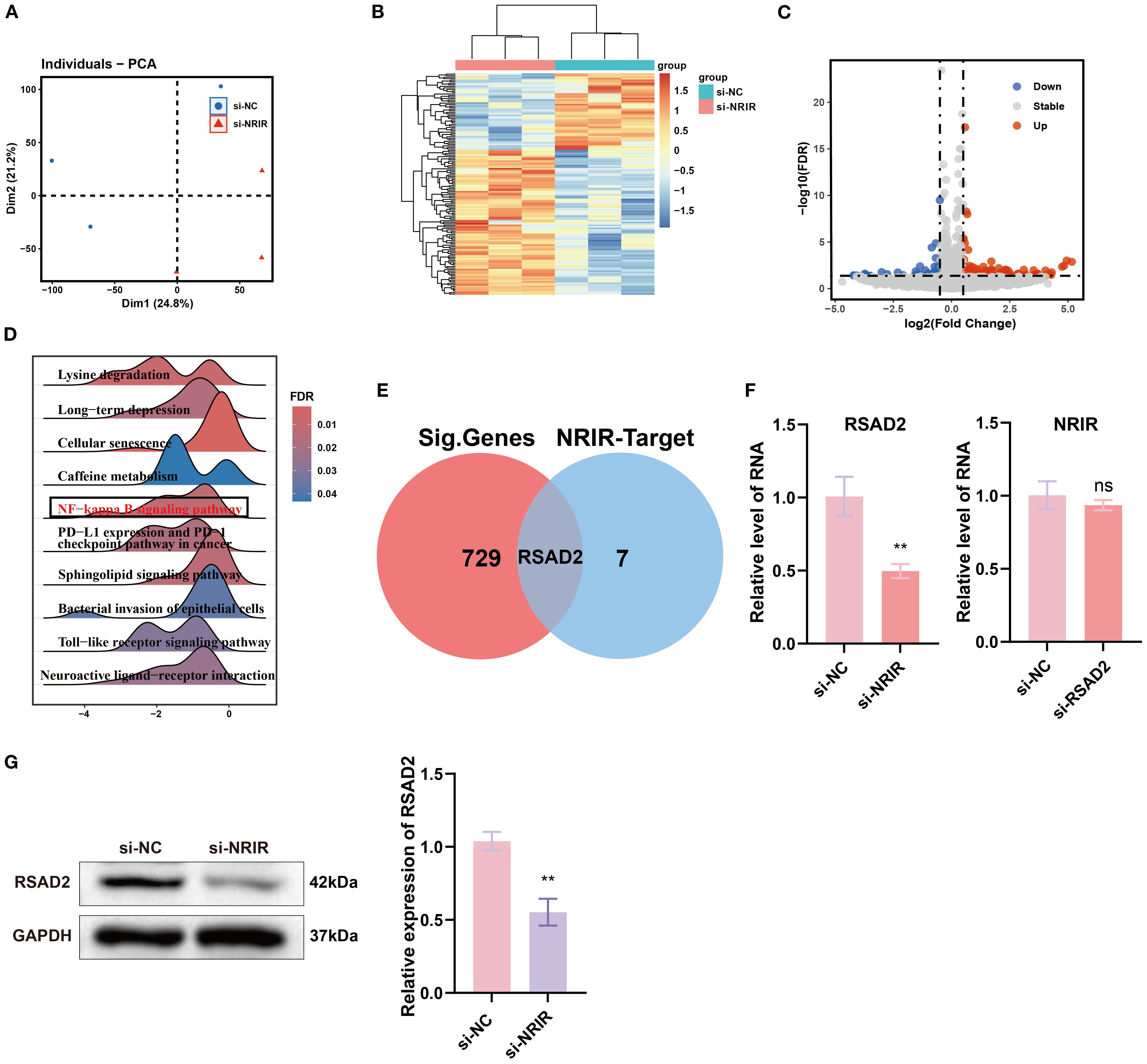 Panel A displays a PCA plot showing si-NC and si-NRIR groups. Panel B is a heatmap of gene expression with hierarchical clustering. Panel C is a volcano plot illustrating gene expression changes. Panel D shows a ridge plot of pathways influenced, with NF-kappa B signaling highlighted. Panel E is a Venn diagram showing overlap of significant genes and NRIR targets with RSAD2. Panel F presents bar graphs of RNA levels for RSAD2 and NRIR, highlighting significant reduction in RSAD2 with si-NRIR. Panel G includes a Western blot and bar graph depicting reduced RSAD2 protein levels with si-NRIR intervention.