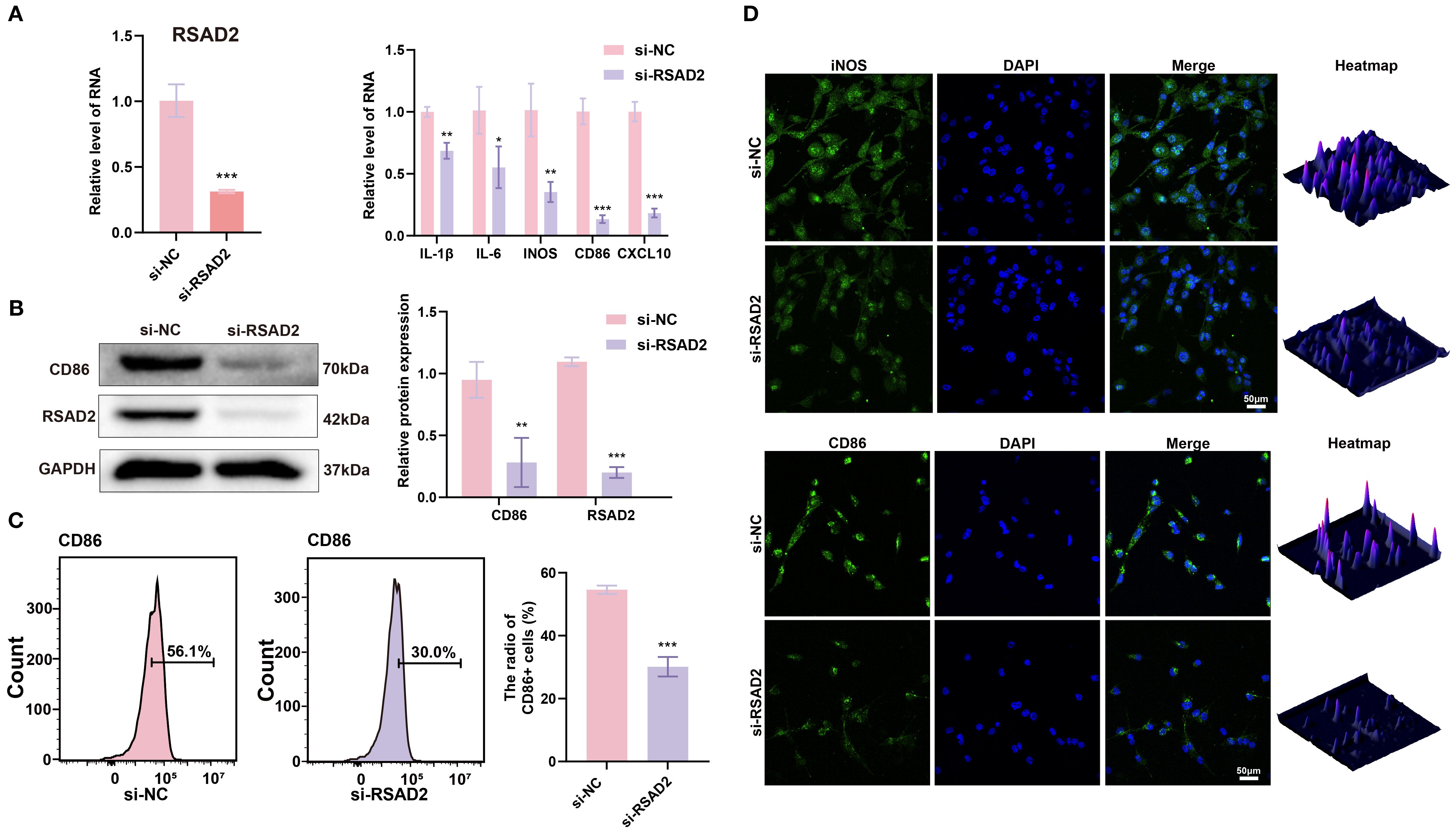 Graphs, blots, and microscopy images analyze RSAD2 gene knockdown effects. Panel A shows bar graphs of RNA levels for RSAD2, IL-1β, IL-6, iNOS, CD86, and CXCL10. Panel B displays Western blots for CD86, RSAD2, and GAPDH with corresponding protein quantification. Panel C includes flow cytometry histograms for CD86 expression, indicating percentage differences. Panel D contains fluorescence microscopy images of iNOS and CD86, with DAPI-stained nuclei, and heatmaps for visualization. Statistical significance is denoted with asterisks.