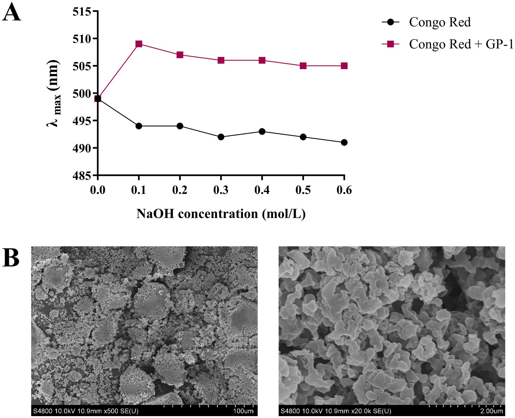 Graph A shows the effect of NaOH concentration on the peak wavelength (lambda max) in nanometers for Congo Red and Congo Red plus GP-1. Congo Red alone displays a decreasing trend, while Congo Red with GP-1 shows an increasing trend followed by stabilization. Image B presents two scanning electron micrographs; the left one at 500 times magnification displays larger particles, while the right one at 20,000 times magnification shows finer, detailed particle structure.