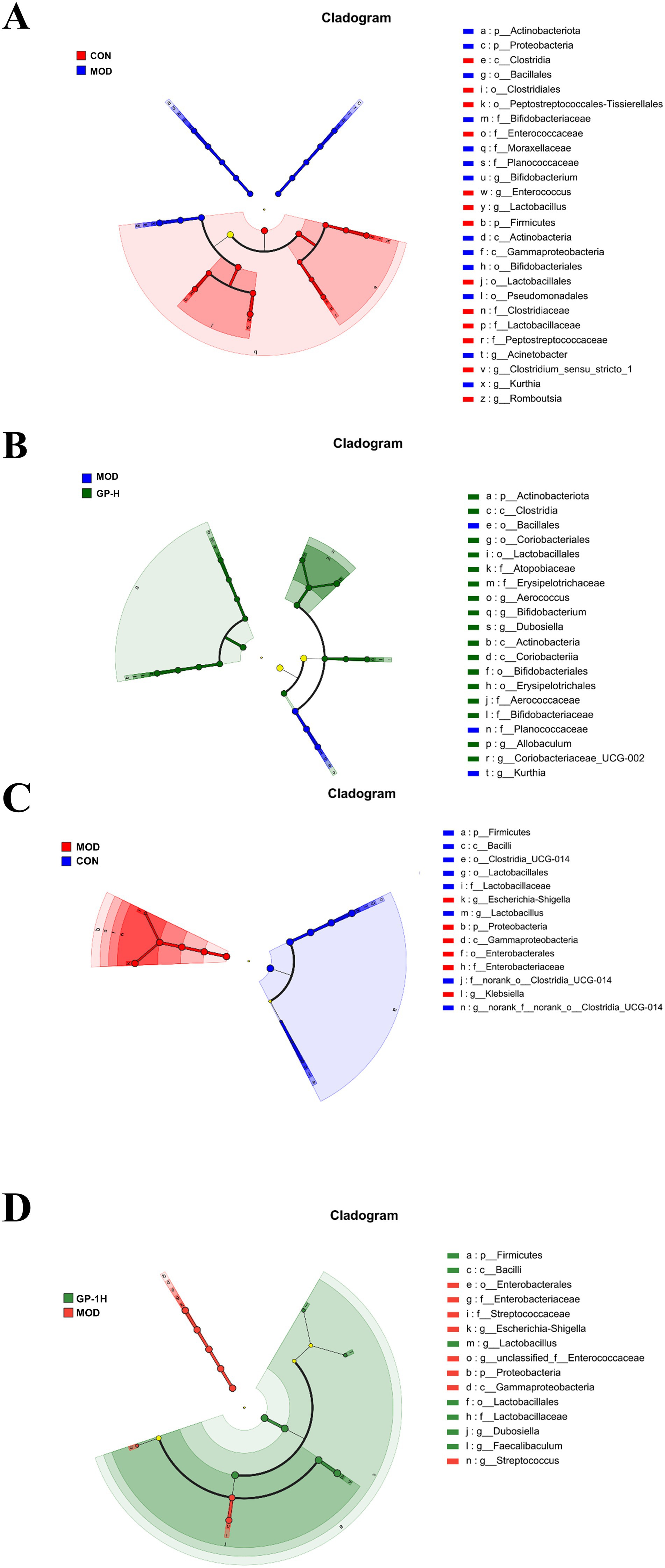 Two cladograms labeled A and B illustrate bacterial taxa relationships. A shows red and blue branches representing CON and MOD groups, with taxa like Actinobacteriota and Lactobacillus highlighted.B features blue and green branches for MOD and GP-H groups, including taxa such as Actinobacteriota and Aerococcus. Each cladogram includes a legend indicating taxa significance. Cladogram charts labeled C and D show bacterial distribution. Chart C uses red for MOD and blue for CON, detailing taxa like Firmicutes and Clostridia. Chart D uses red for MOD and green for GP-1H, featuring taxa such as Firmicutes and Streptococcus. Each chart includes a key identifying the taxa.