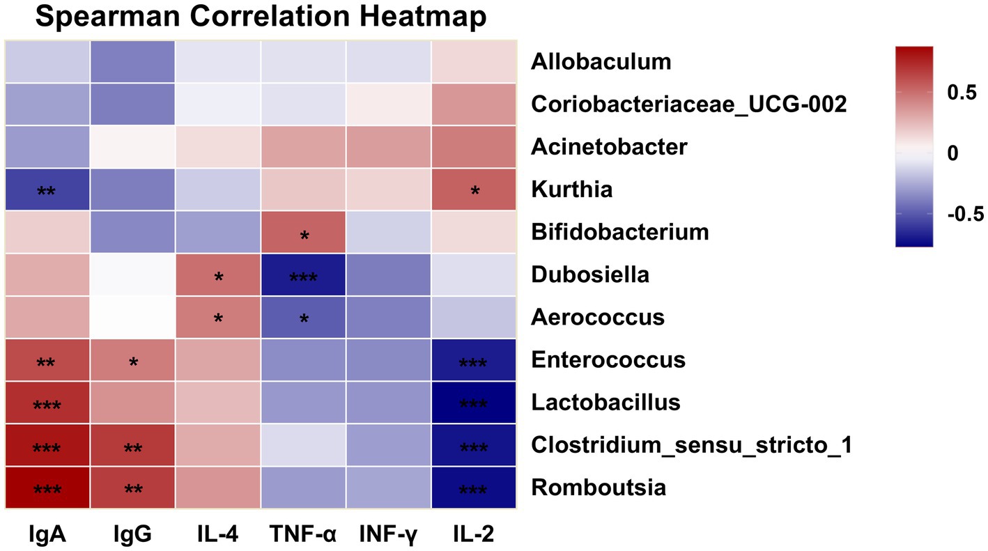 Spearman correlation heatmap depicting relationships between various bacteria and immune markers: IgA, IgG, IL-4, TNF-α, INF-γ, and IL-2. Correlation values range from -0.5 (blue) to 0.5 (red). Significant correlations are denoted by asterisks, with varying intensity.