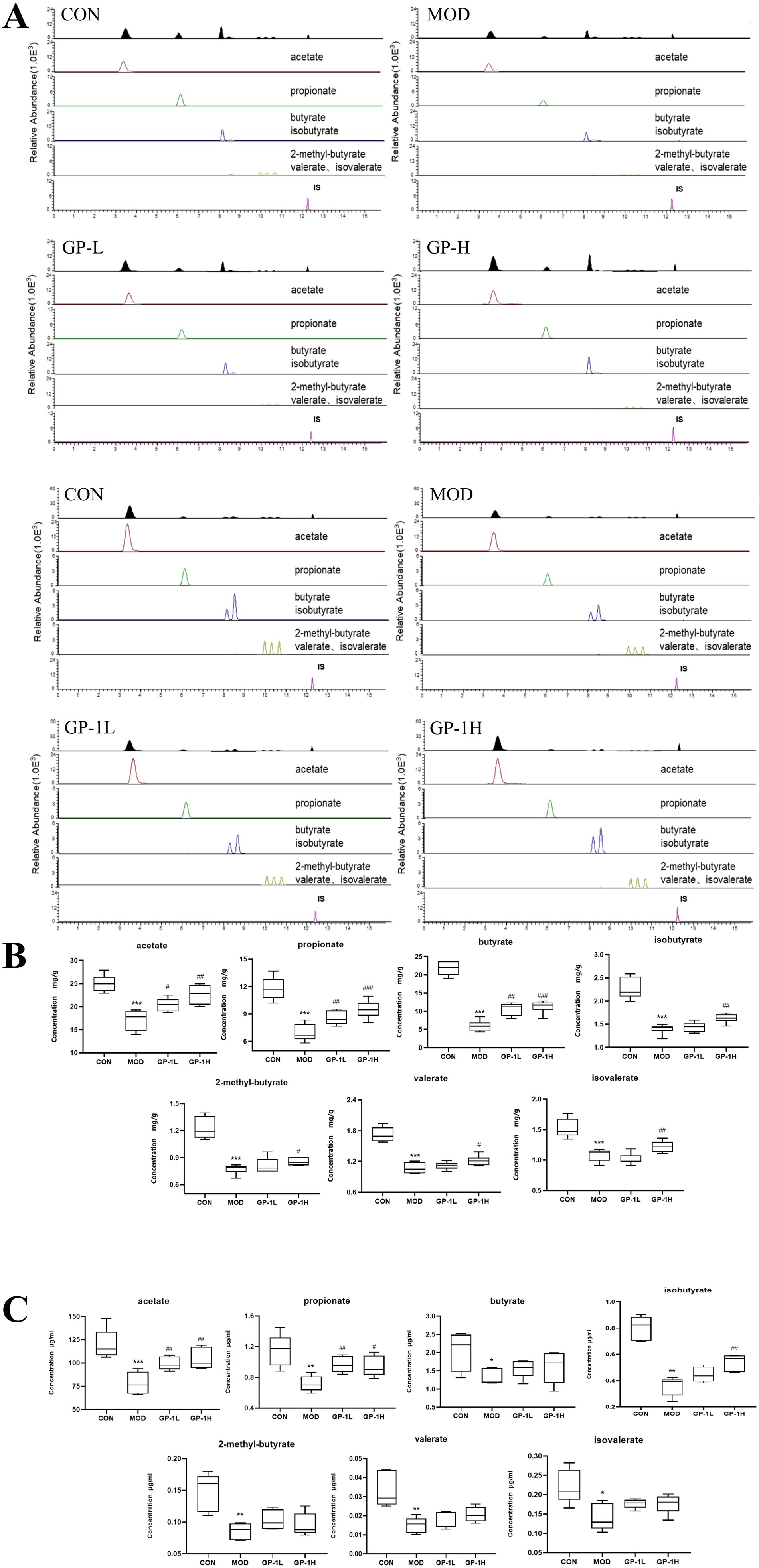 Gas chromatography graphs comparing relative abundance of compounds such as acetate, propionate, and butyrate across different conditions: CON, MOD, GP-L, GP-H, GP-1L, and GP-1H. Each graph shows distinct peaks corresponding to these compounds, indicating their varying concentrations. Box plots comparing the concentrations of various substances across different groups labeled CON, MOD, GP-1L, GP-1H. Section B shows concentrations in mg/g for acetate, propionate, butyrate, isobutyrate, 2-methyl-butyrate, valerate, and isovalerate. Section C illustrates concentrations in µg/ml for the same substances. Statistical significance is indicated with asterisks and hash symbols.