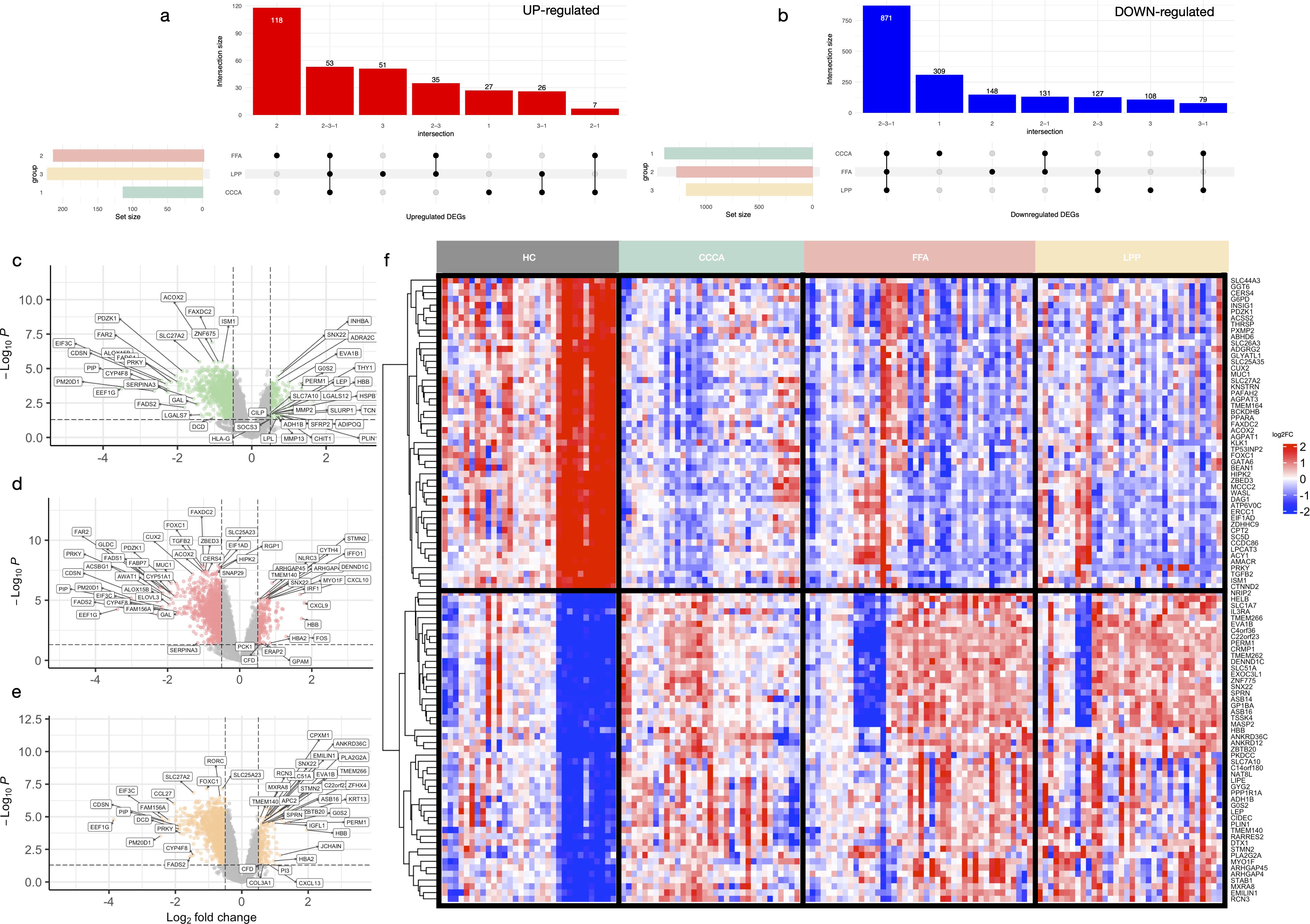 Bar and volcano plots display differentially expressed genes (DEGs) for various conditions. Plots labeled (a) and (b) show numbers of up- and down-regulated DEGs with intersections. Plots labeled (c), (d), and (e) are volcano plots indicating statistical significance and fold changes of genes, with labeled gene names. Panel (f) is a heatmap clustered by condition (HC, COCA, FFA, LPP) showing gene expression levels, with colors representing up- and down-regulation.