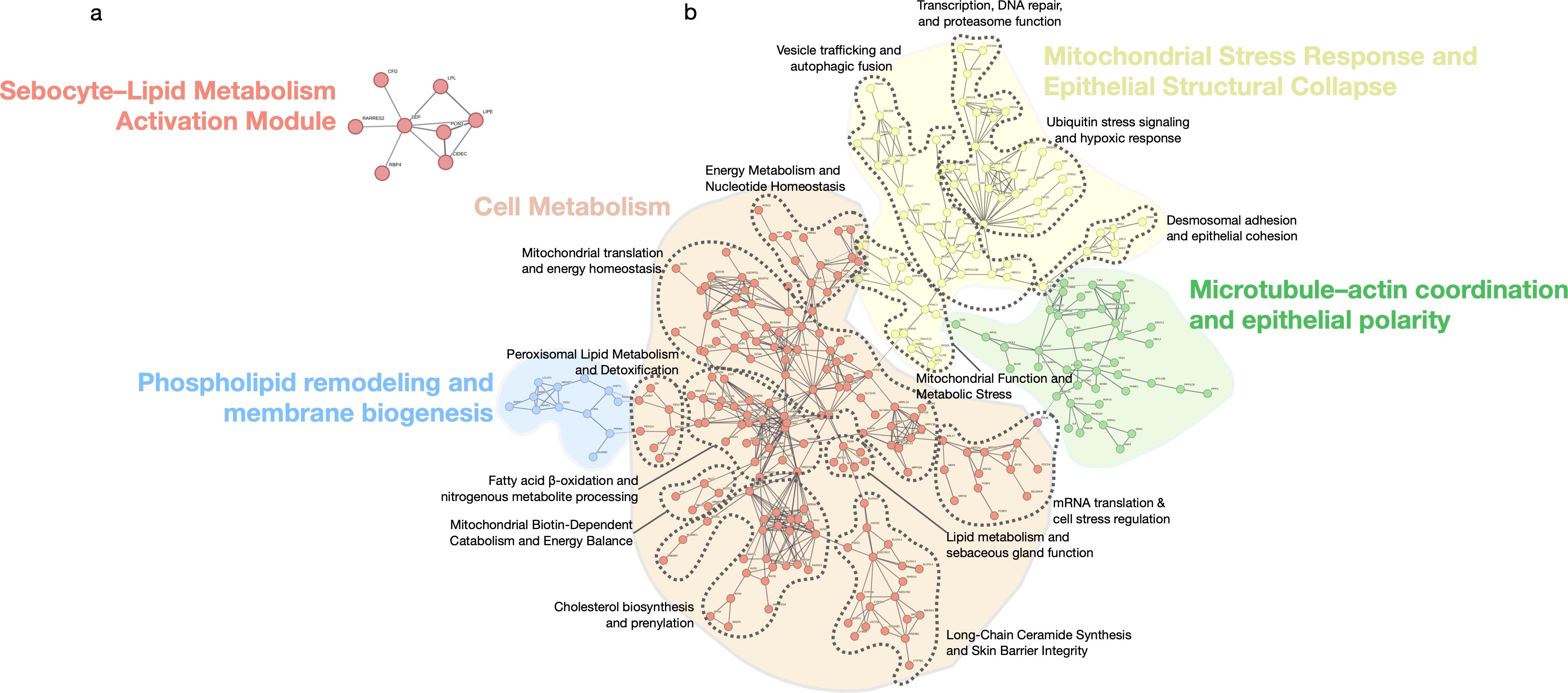 Network diagrams illustrating metabolic and structural modules. Panel (a) is titled “Sebocyte–Lipid Metabolism Activation Module” with a small network. Panel (b) contains larger networks with sections labeled: “Mitochondrial Stress Response and Epithelial Structural Collapse,” “Microtubule–actin coordination and epithelial polarity,” “Cell Metabolism,” and “Phospholipid remodeling and membrane biogenesis.” Each section contains interconnected nodes and is color-coded: red for lipid metabolism, yellow for stress response, green for microtubule coordination, and blue for phospholipid remodeling. The sections are interconnected with dotted lines.