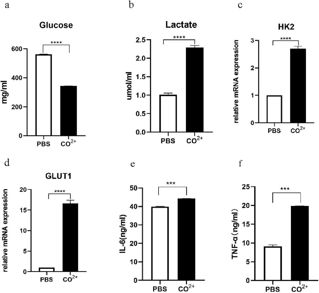 Bar graphs displaying data comparisons between PBS and CO2+ treatments. (a) Glucose levels decrease with CO2+. (b) Lactate levels increase with CO2+. (c) HK2 expression rises with CO2+. (d) GLUT1 expression significantly increases with CO2+. (e) IL-6 levels slightly rise with CO2+. (f) TNF-α levels increase with CO2+. Statistical significance is indicated by asterisks, with varying degrees of significance marked by four asterisks for high significance and three for moderate.