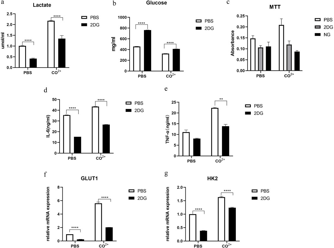 Graphs labeled a to g showing data comparisons between PBS and 2DG conditions. a) Lactate levels: higher in PBS than 2DG. b) Glucose levels: higher in 2DG than PBS. c) MTT absorbance: similar across PBS, 2DG, NG. d) IL-6 levels: higher in PBS than 2DG. e) TNF-alpha levels: higher in CO2+ than PBS. f) GLUT1 mRNA expression: higher in CO2+ with PBS than 2DG. g) HK2 mRNA expression: higher in CO2+ with PBS than 2DG. Statistical significance denoted by asterisks.