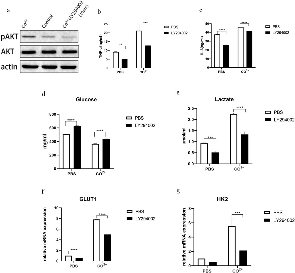 Western blot and bar graphs depict biochemical analyses. (a) Shows protein expression of pAKT, AKT, and actin under various conditions. (b) and (c) display TNF-alpha and IL-6 levels, respectively, with higher cytokine production in the CO\(^{2+}\) condition. (d) and (e) show glucose and lactate levels, indicating alterations between PBS and LY294002 treatments. (f) and (g) illustrate GLUT1 and HK2 mRNA expression, highlighting differences under CO\(^{2+}\) influence. Statistical significance is denoted by asterisks.