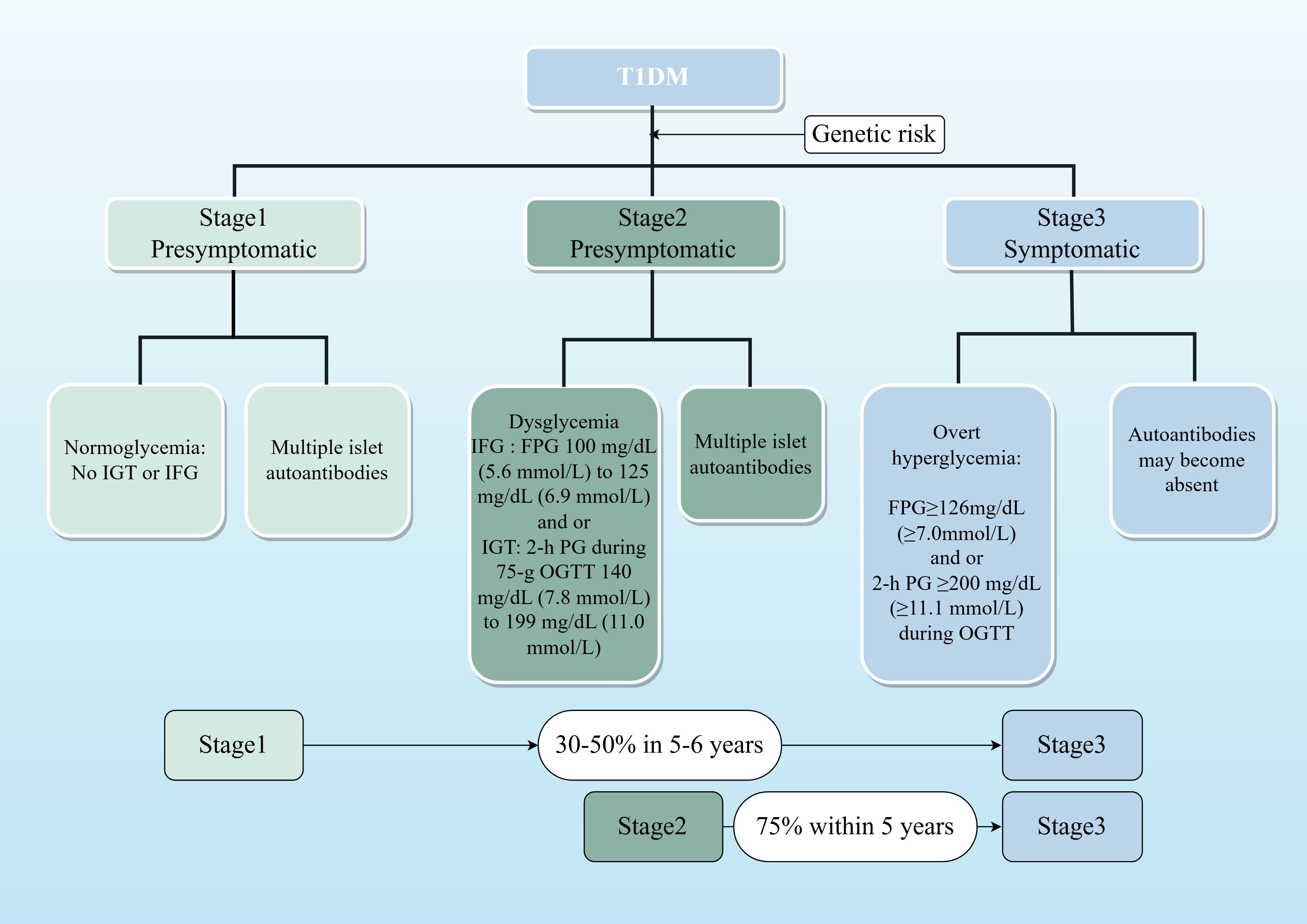 Flowchart illustrating stages of Type 1 Diabetes Mellitus (T1DM) progression. Stage 1: Presymptomatic, with normoglycemia and multiple islet autoantibodies. Stage 2: Presymptomatic, with dysglycemia or impaired fasting glucose, and multiple islet autoantibodies. Stage 3: Symptomatic, with overt hyperglycemia and possible absence of autoantibodies. Genetic risk contributes to progression. Transitions indicate 30-50% progression from Stage 1 in 5-6 years and 75% from Stage 2 within 5 years.