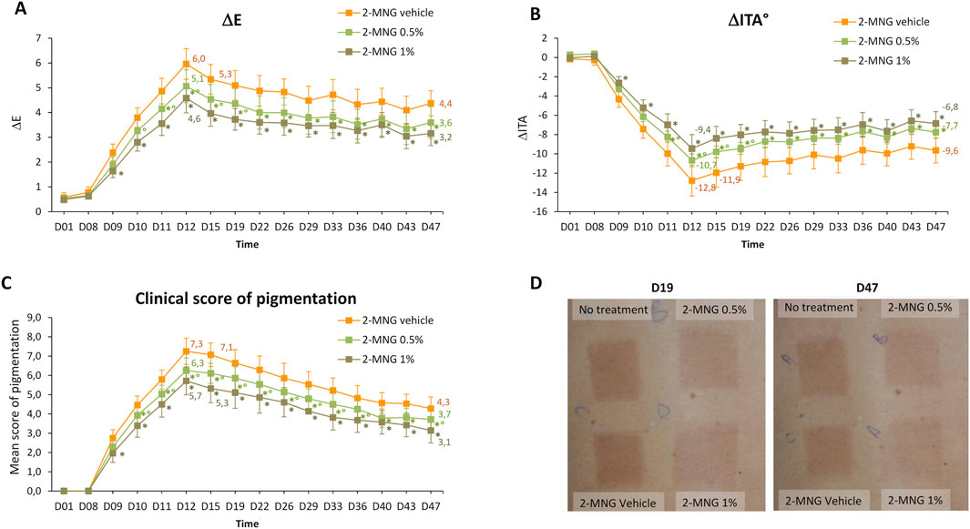 Graphs A, B, and C show the effects of different treatments over time on pigmentation metrics: ΔE, ΔITA°, and clinical pigmentation score. 2-MNG 0.5%, 2-MNG 1% and 2-MNG vehicle are compared. Graph A shows ΔE over 47 days, peaking around day 12 then declining. Graph B displays ΔITA° changes. Graph C illustrates clinical pigmentation scores. For the three pigmentation metrics (graphs A,B,C), the pigmentation was significantly lower in the 2-MNG condition compared to vehicle, with a dose effect. Photographs in D show skin pigmentation on days 19 and 47, showing visible pigmentation differences with treatments.