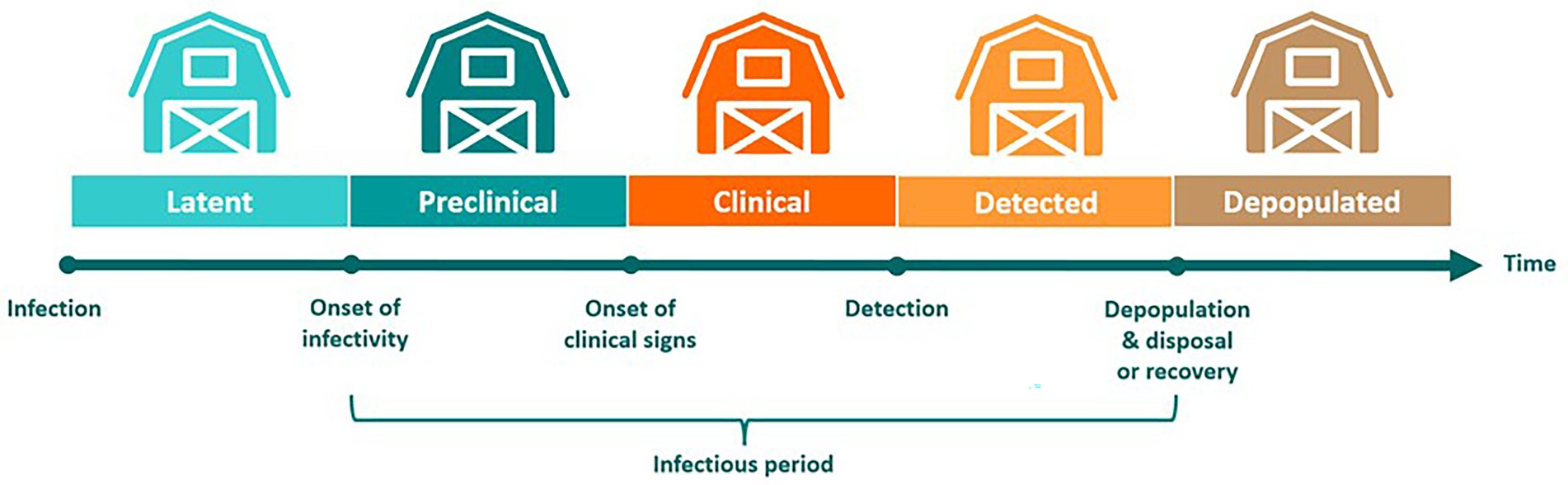 Timeline diagram illustrating stages of disease progression in livestock represented by barns: Latent, Preclinical, Clinical, Detected, and Depopulated. Arrows indicate movement through stages: Infection, Onset of Infectivity, Onset of Clinical Signs, Detection, and Depopulation or Recovery. The infectious period spans Preclinical to Depopulated stages.