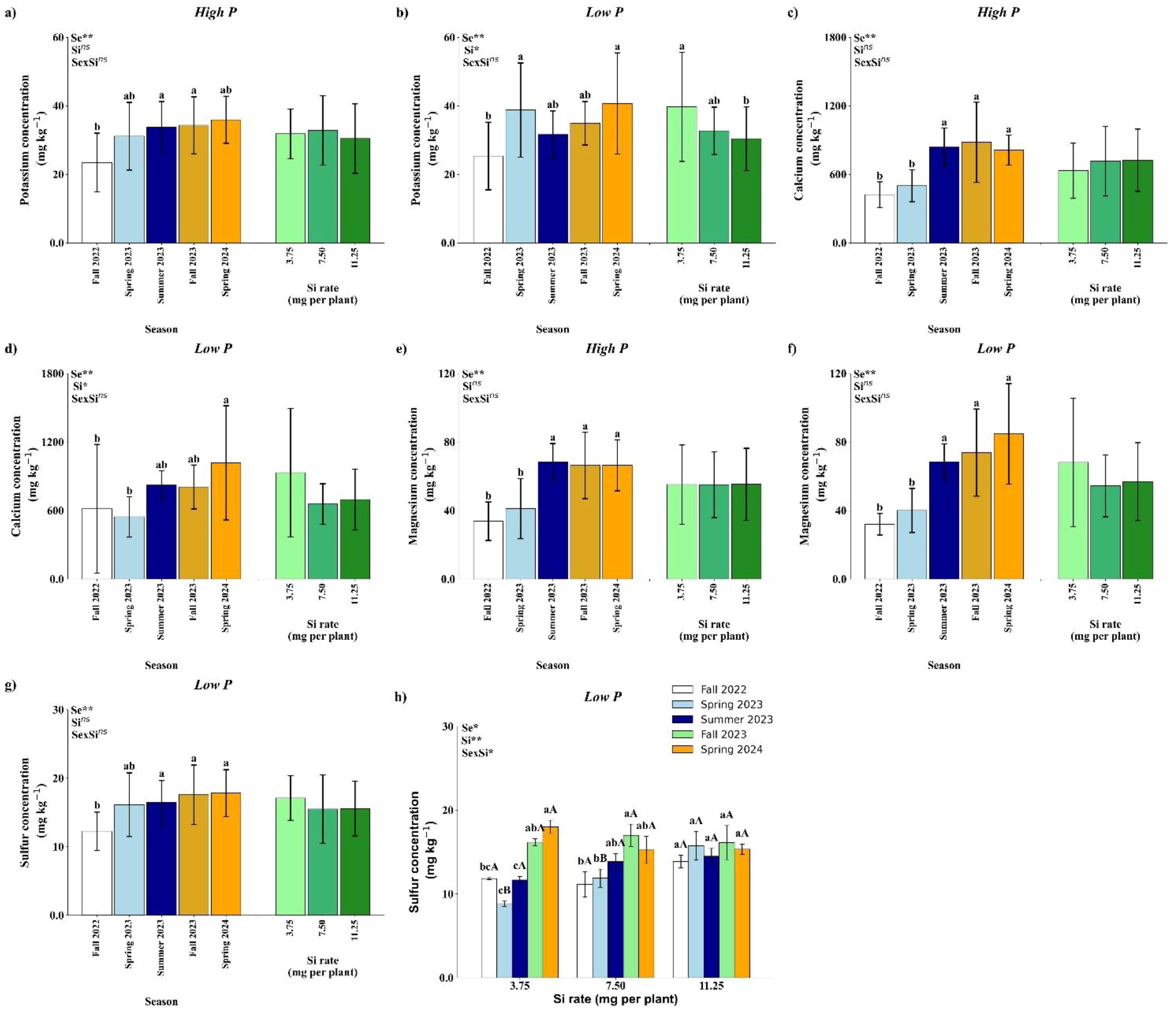 Grouped bar charts show nutrient concentrations under different phosphorus levels across seasons. Charts (a) to (g) represent potassium, calcium, magnesium, and sulfur concentrations for High P and Low P conditions, with varying silicon rates. Chart (h) compares sulfur concentrations across seasons: Fall 2022, Spring 2023, Summer 2023, Fall 2023, and Spring 2024, highlighted in different colors. Error bars indicate variability.
