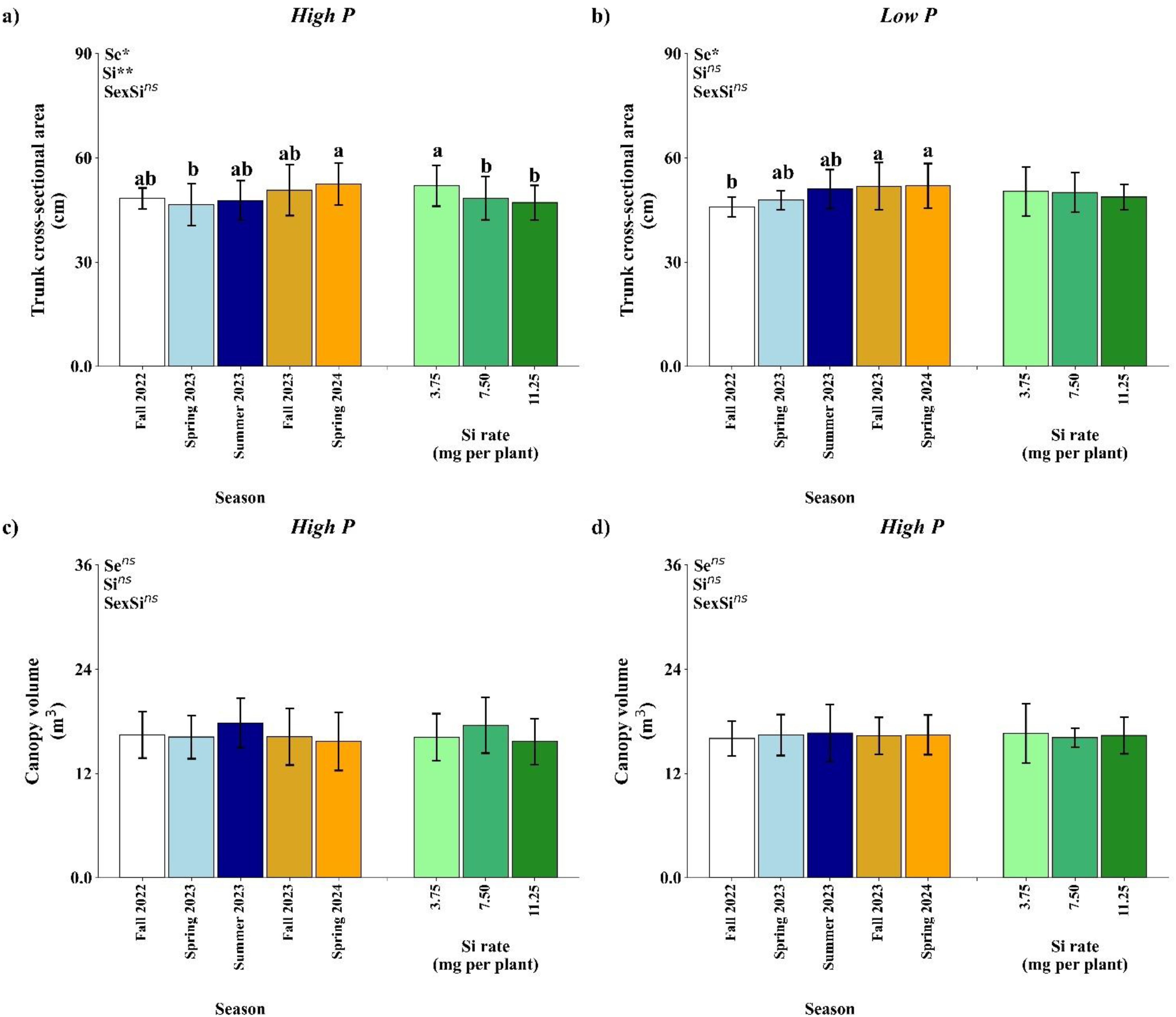 Bar charts displaying the effects of varying silicon (Si) rates on trunk cross-sectional area and canopy volume in plants exposed to high and low phosphorus (P) levels. Charts (a) and (b) show trunk cross-sectional area for high and low P respectively, while charts (c) and (d) depict canopy volume for high P. Data points are differentiated by season and Si rate. Error bars indicate variability in data, and statistical significance is noted with letters above bars.