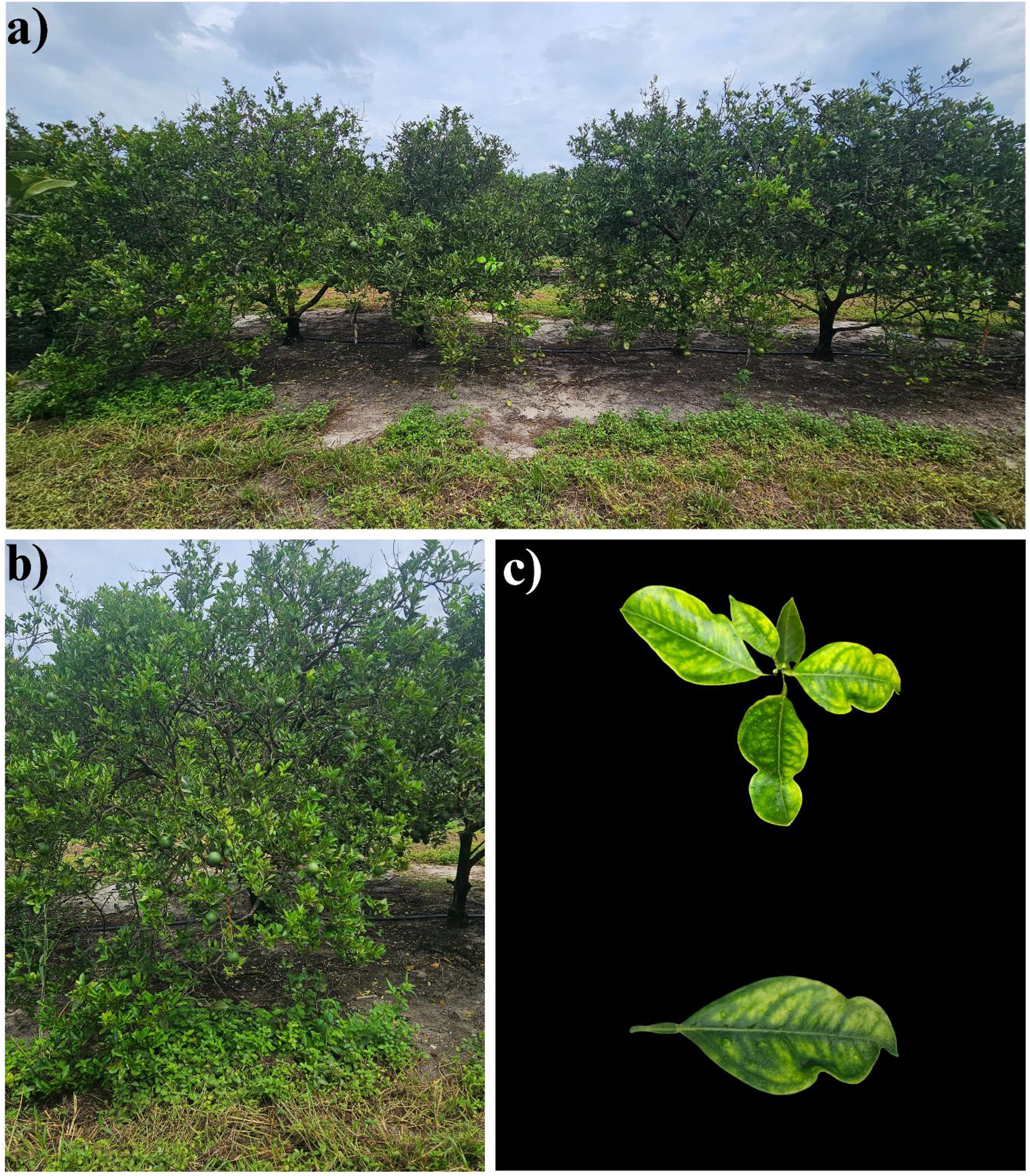 a) Rows of citrus trees with dense green foliage in an open field under a cloudy sky. b) Close-up view of a single citrus tree with lush leaves. c) Two citrus leaves with visible veins, isolated on a black background.