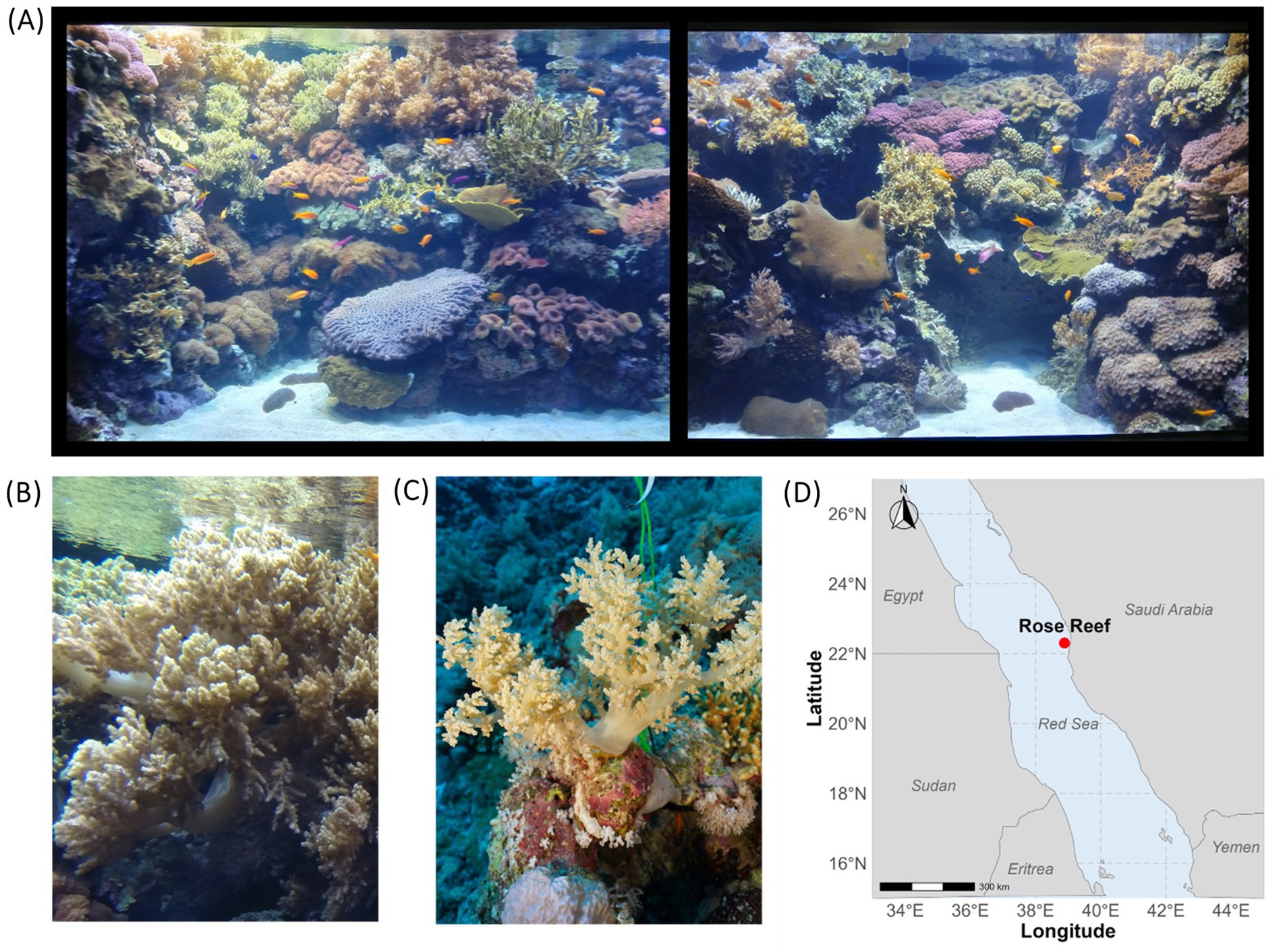 (A) Aquarium displaying a vibrant coral reef with diverse coral species and small fish. (B) and (C) Close-up shots of sampled *Litophyton* octocorals. (D) Map showing the location of Rose Reef in the Red Sea, near Saudi Arabia.