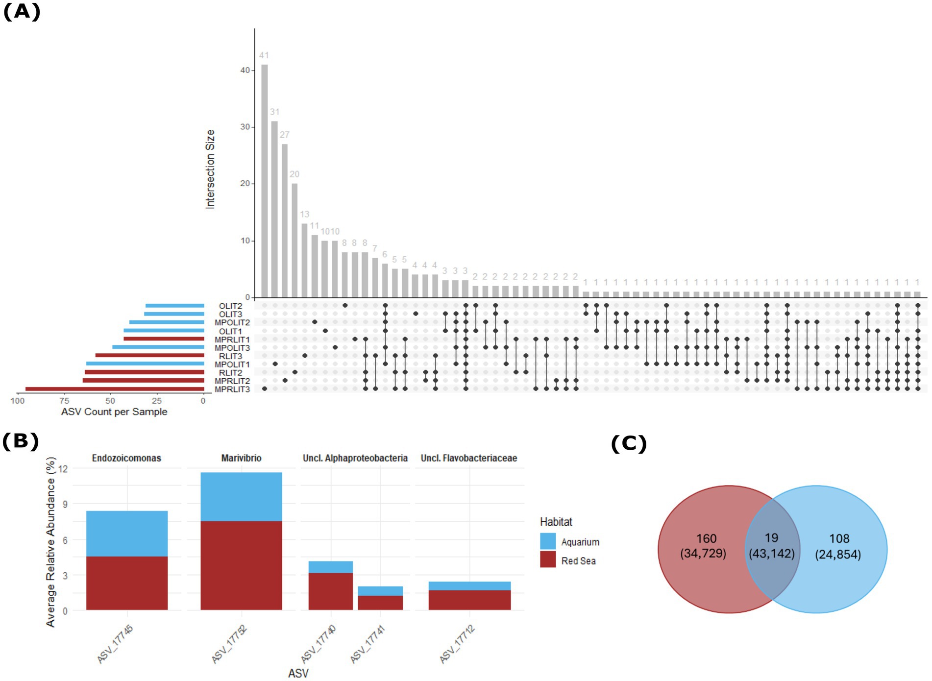 (A) Upset plot showing the intersection size and ASV count per sample across different *Litophyton* samples. (B) Bar graph displaying the average relative abundance of various ASVs, including *Endozoicomonas* and *Marivibrio*, with differentiation between aquarium and Red Sea habitats. (C) Venn diagram illustrating the overlap of *Litophyton* ASVs between the Red Sea and aquarium habitats, indicating 19 shared ASVs, with unique counts for each habitat. Read numbers are given in parentheses.