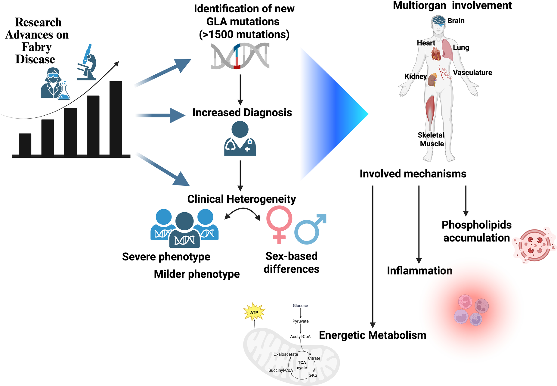 Graphical abstract illustrating research advances in Fabry Disease. It includes increasing identification of GLA mutations leading to more diagnoses, highlighting clinical heterogeneity, severe and mild phenotypes, and sex-based differences. It shows multiorgan involvement, including the brain, heart, lungs, vasculature, kidneys, and skeletal muscles. Mechanisms like phospholipid accumulation, inflammation, and energetic metabolism are involved.