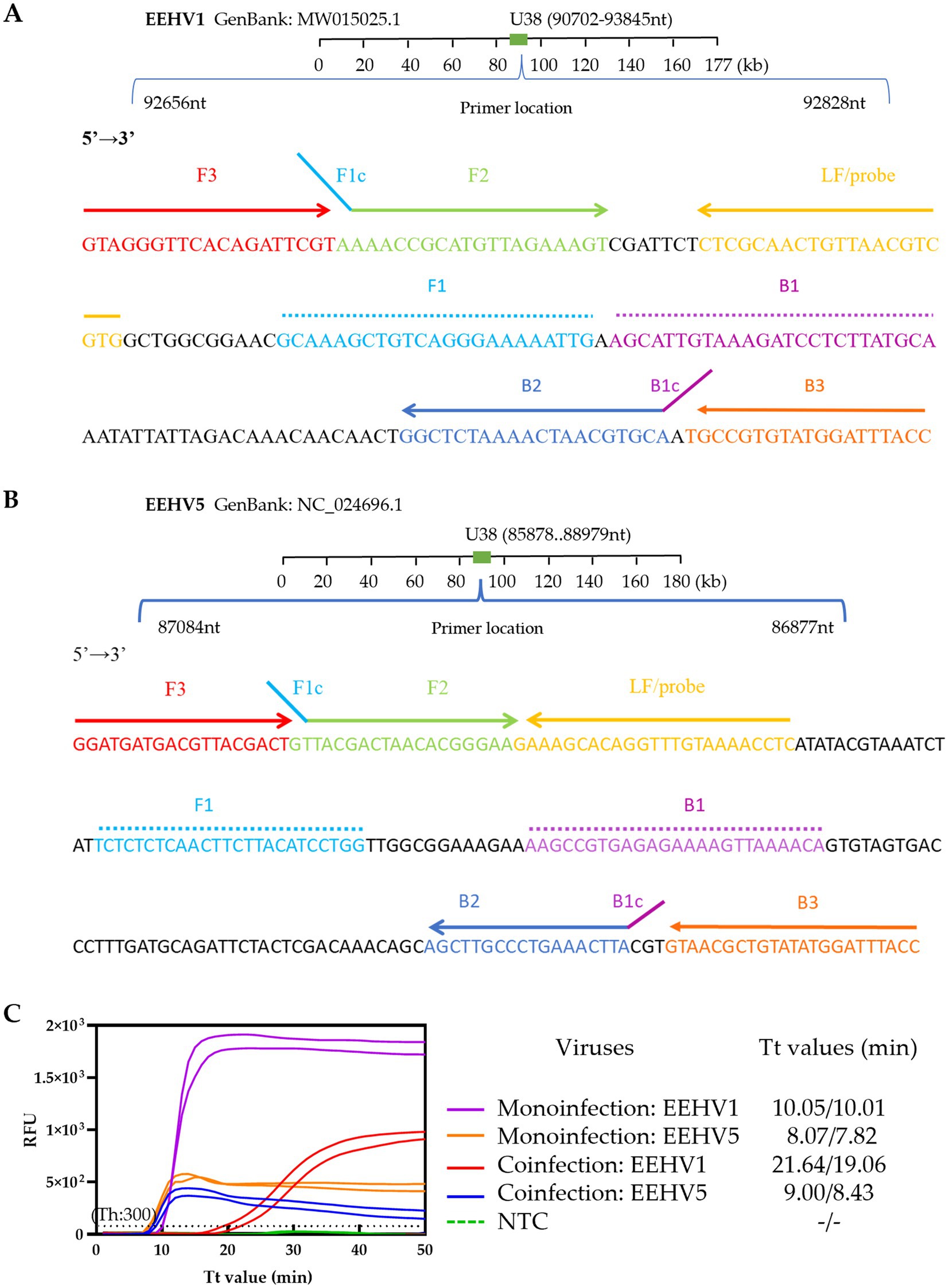 Diagram showing two sequences, A and B, for EEHV1 and EEHV5, with labeled primer locations and base pair sequences in different colors. Panel C is a graph plotting RFU over time, showing curves for various infections and a NTC line. Data indicate different Tt values for each condition.