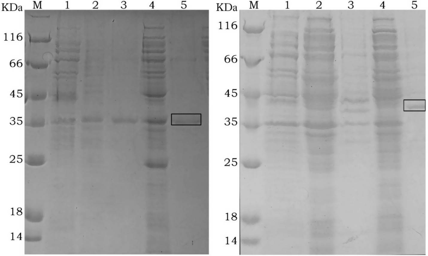 Two SDS-PAGE gels showing protein bands. Both gels have lanes labeled M (marker) and 1 to 5. The molecular weight markers on the side range from 14 to 116 kilodaltons. Both gels have visible protein bands with a highlighted area in lane 5, indicating a specific band of interest.