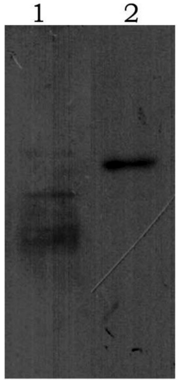Gel electrophoresis image showing two lanes labeled